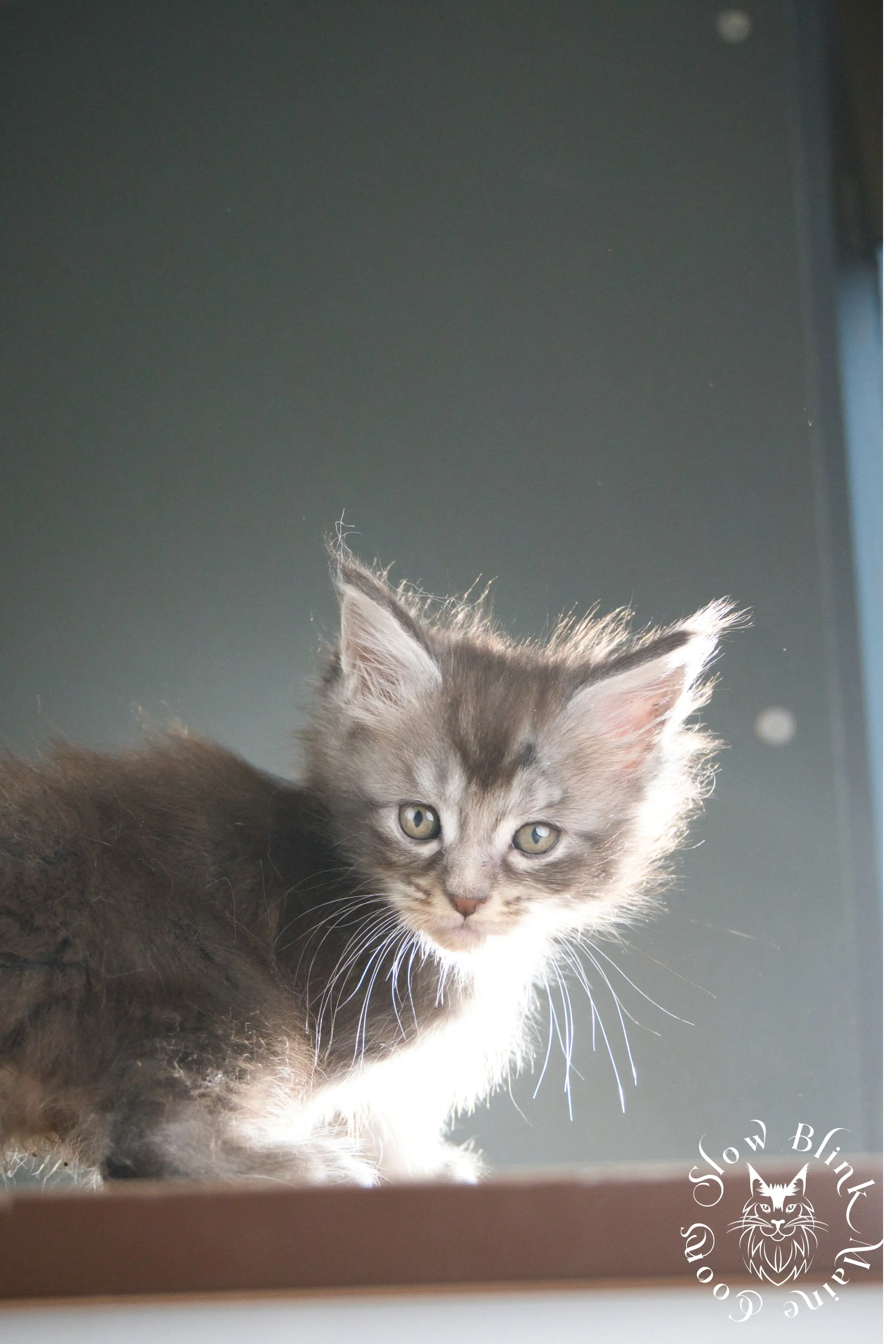 blue silver tabby maine coon kitten | ems code as 22 | slowblinkmainecoons | taken june 2024 Blue Silver Tabby Maine Coon Kittens > blue silver tabby maine coon kitten | ems code as 22 | slowblinkmainecoons | taken june 2024 | 306