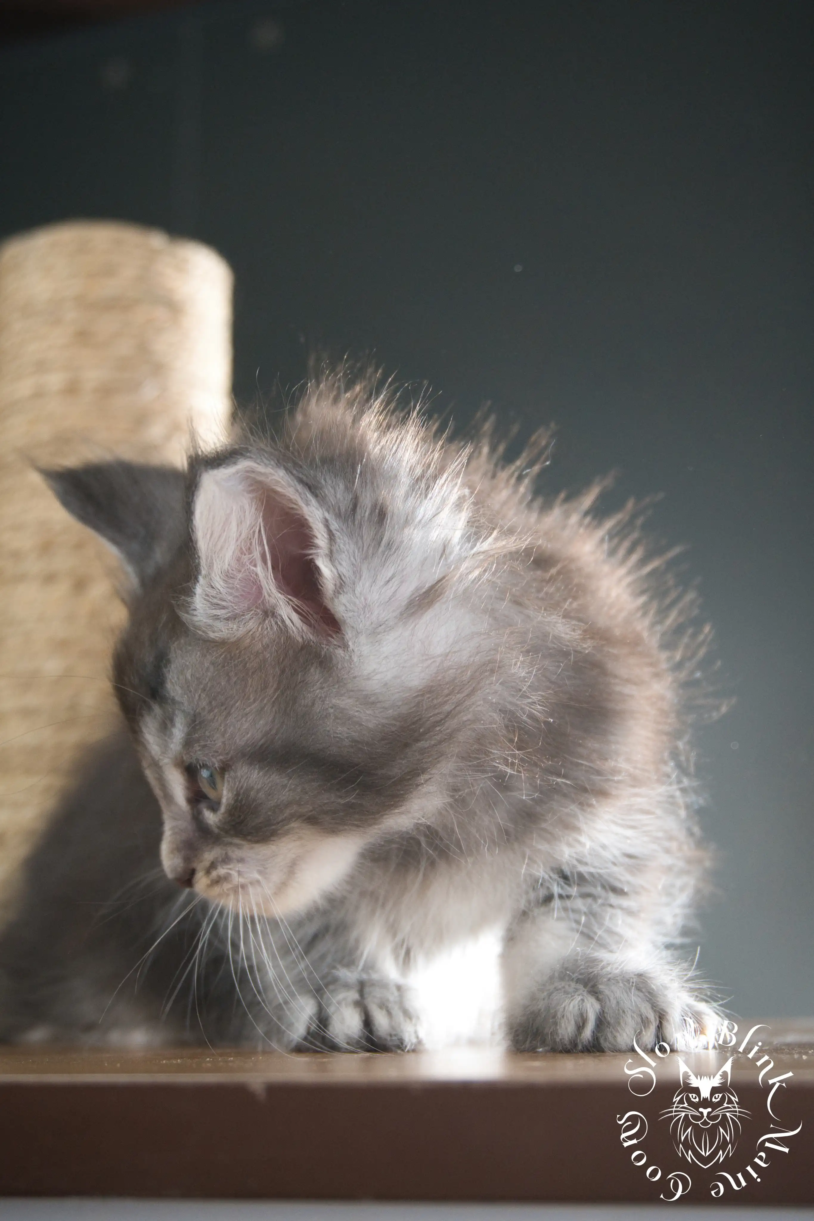 blue silver tabby maine coon kitten | ems code as 22 | slowblinkmainecoons | taken june 2024 Blue Silver Tabby Maine Coon Kittens > blue silver tabby maine coon kitten | ems code as 22 | slowblinkmainecoons | taken june 2024 | 307