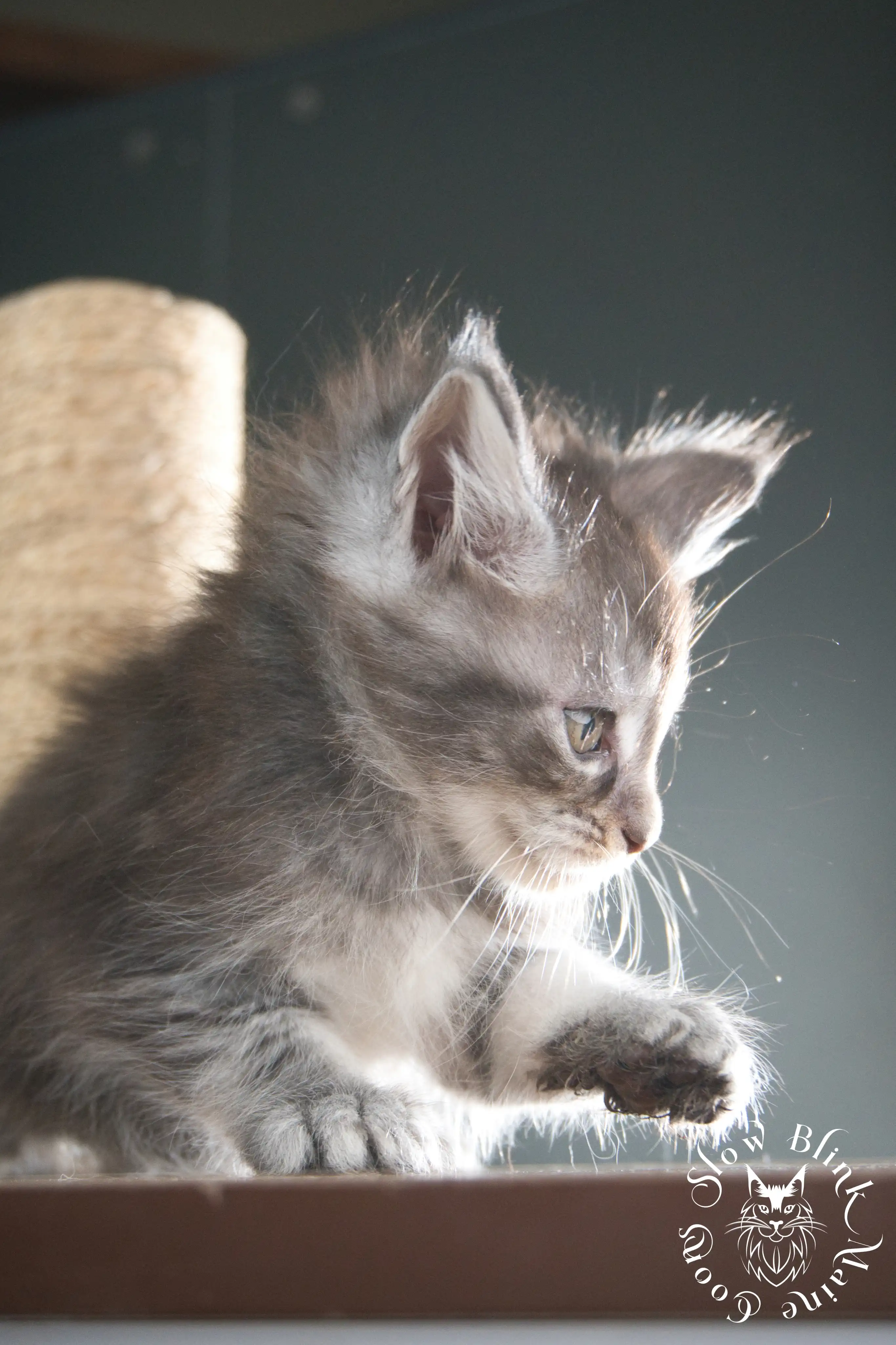 blue silver tabby maine coon kitten | ems code as 22 | slowblinkmainecoons | taken june 2024 Blue Silver Tabby Maine Coon Kittens > blue silver tabby maine coon kitten | ems code as 22 | slowblinkmainecoons | taken june 2024 | 308