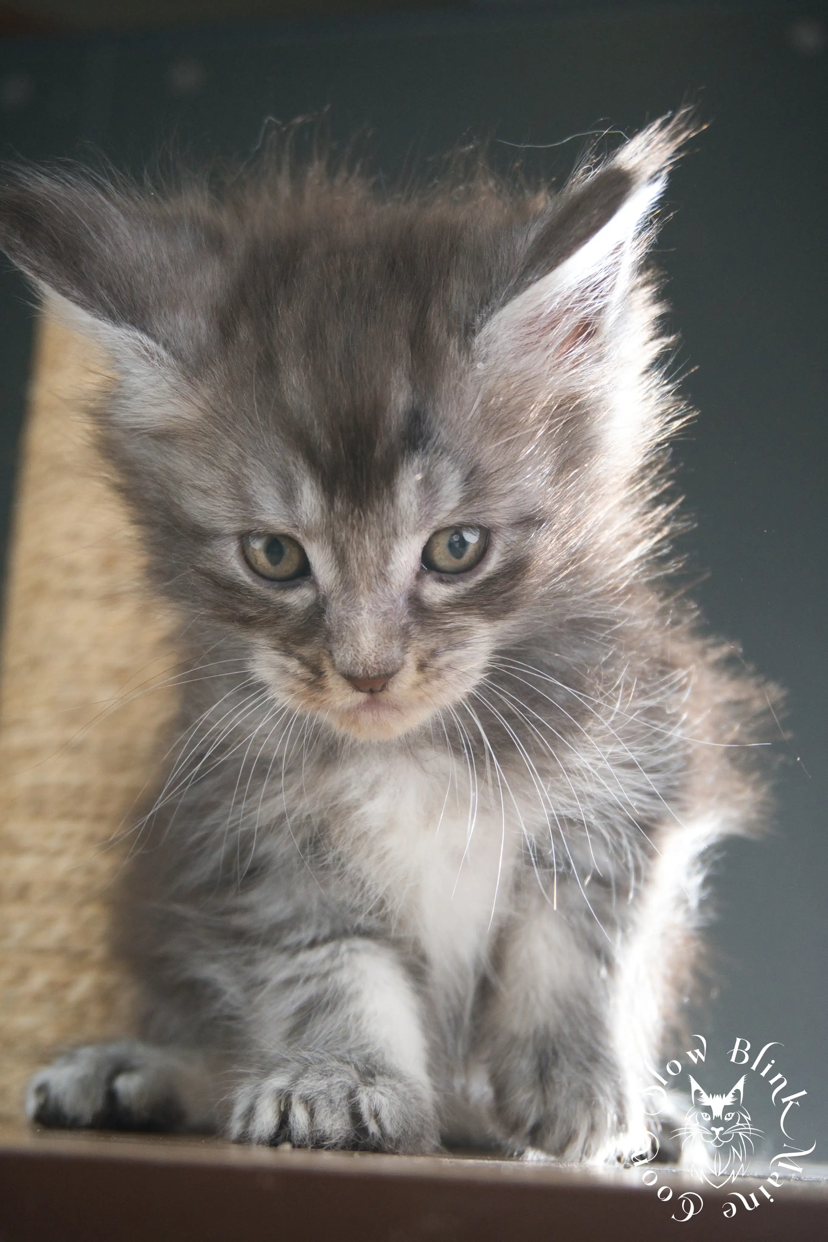 blue silver tabby maine coon kitten | ems code as 22 | slowblinkmainecoons | taken june 2024 Blue Silver Tabby Maine Coon Kittens > blue silver tabby maine coon kitten | ems code as 22 | slowblinkmainecoons | taken june 2024 | 309