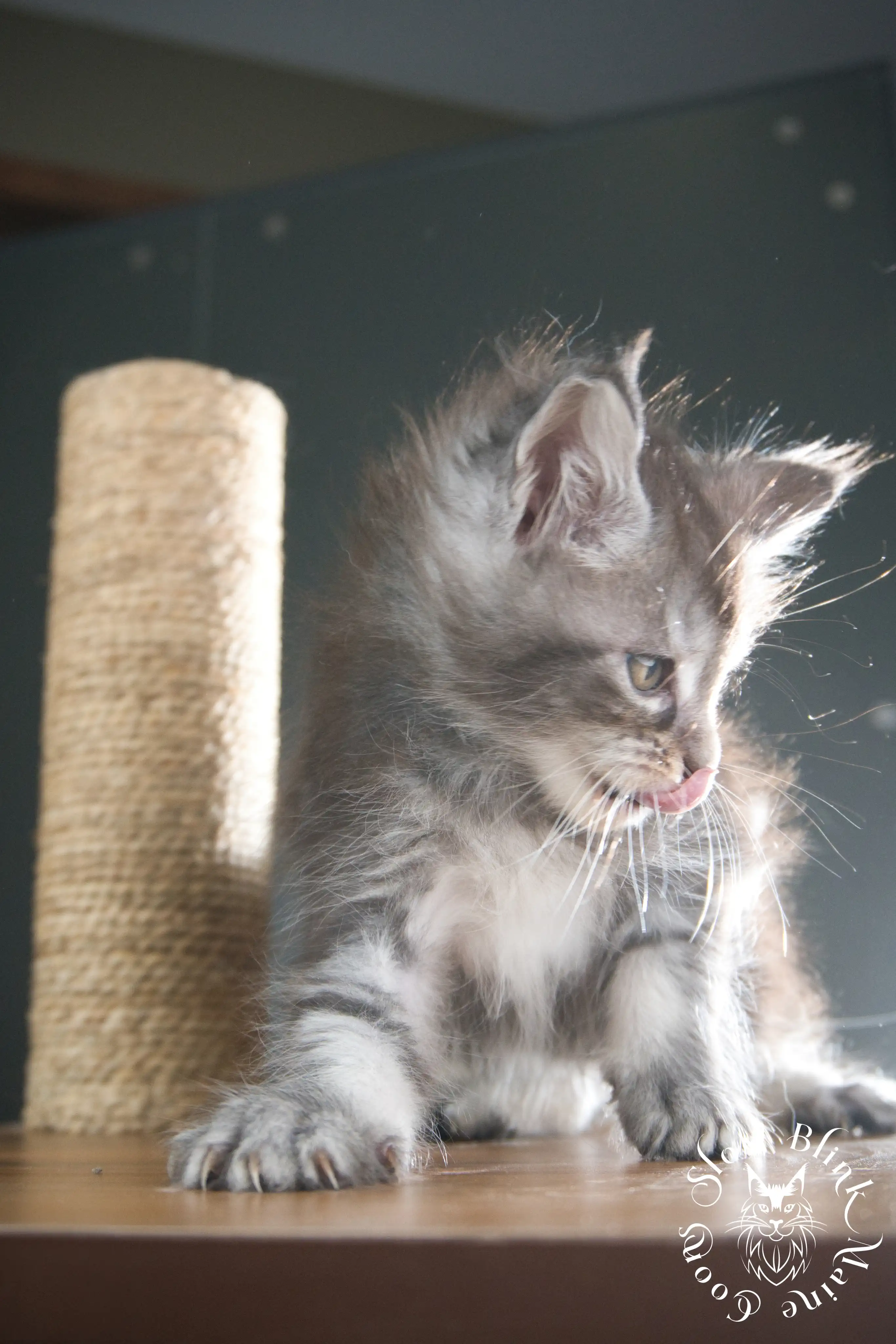 blue silver tabby maine coon kitten | ems code as 22 | slowblinkmainecoons | taken june 2024 Blue Silver Tabby Maine Coon Kittens > blue silver tabby maine coon kitten | ems code as 22 | slowblinkmainecoons | taken june 2024 | 312
