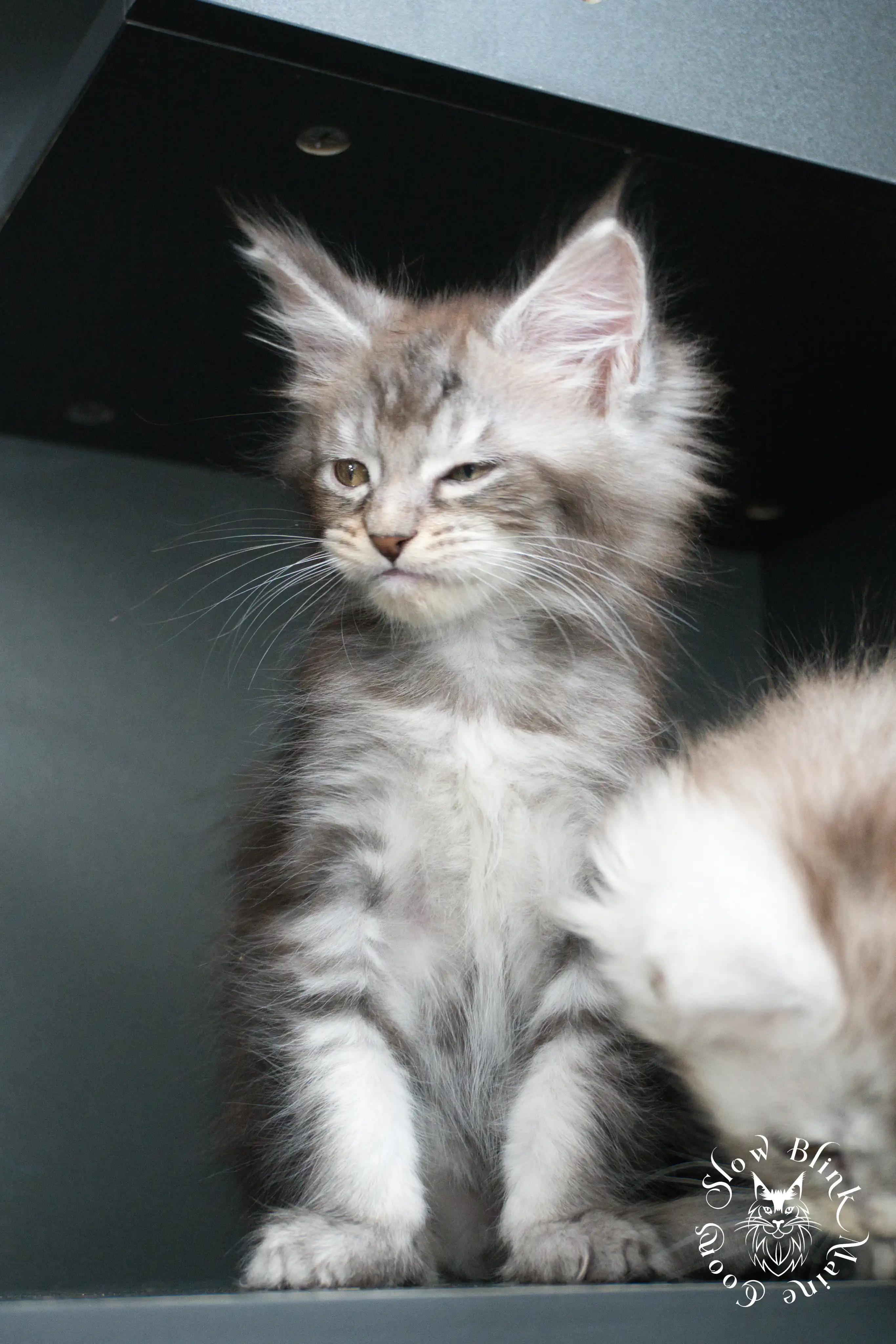 blue silver tabby maine coon kitten | ems code as 22 | slowblinkmainecoons | taken june 2024 Blue Silver Tabby Maine Coon Kittens > blue silver tabby maine coon kitten | ems code as 22 | slowblinkmainecoons | taken june 2024 | 425