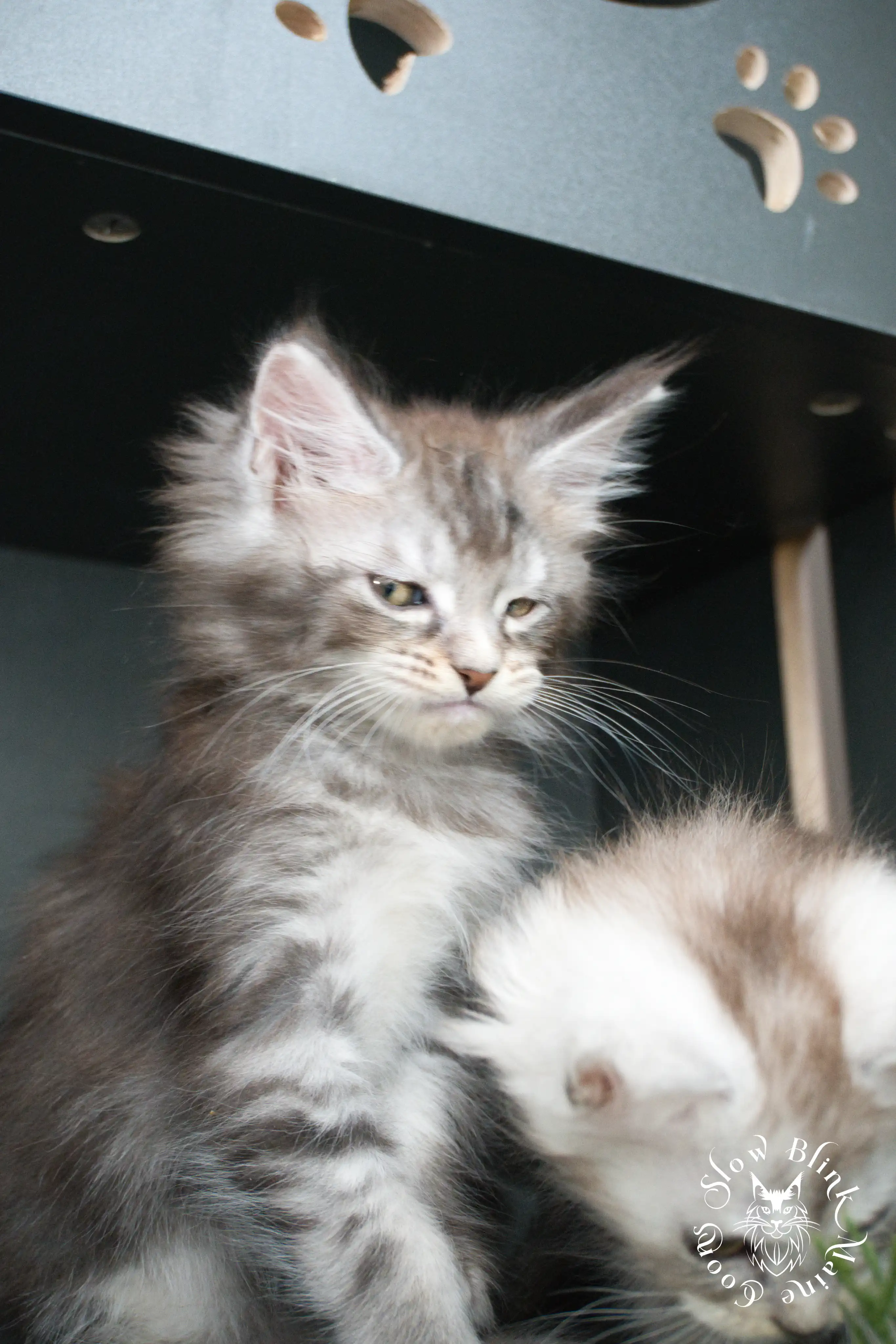 blue silver tabby maine coon kitten | ems code as 22 | slowblinkmainecoons | taken june 2024 Blue Silver Tabby Maine Coon Kittens > blue silver tabby maine coon kitten | ems code as 22 | slowblinkmainecoons | taken june 2024 | 426