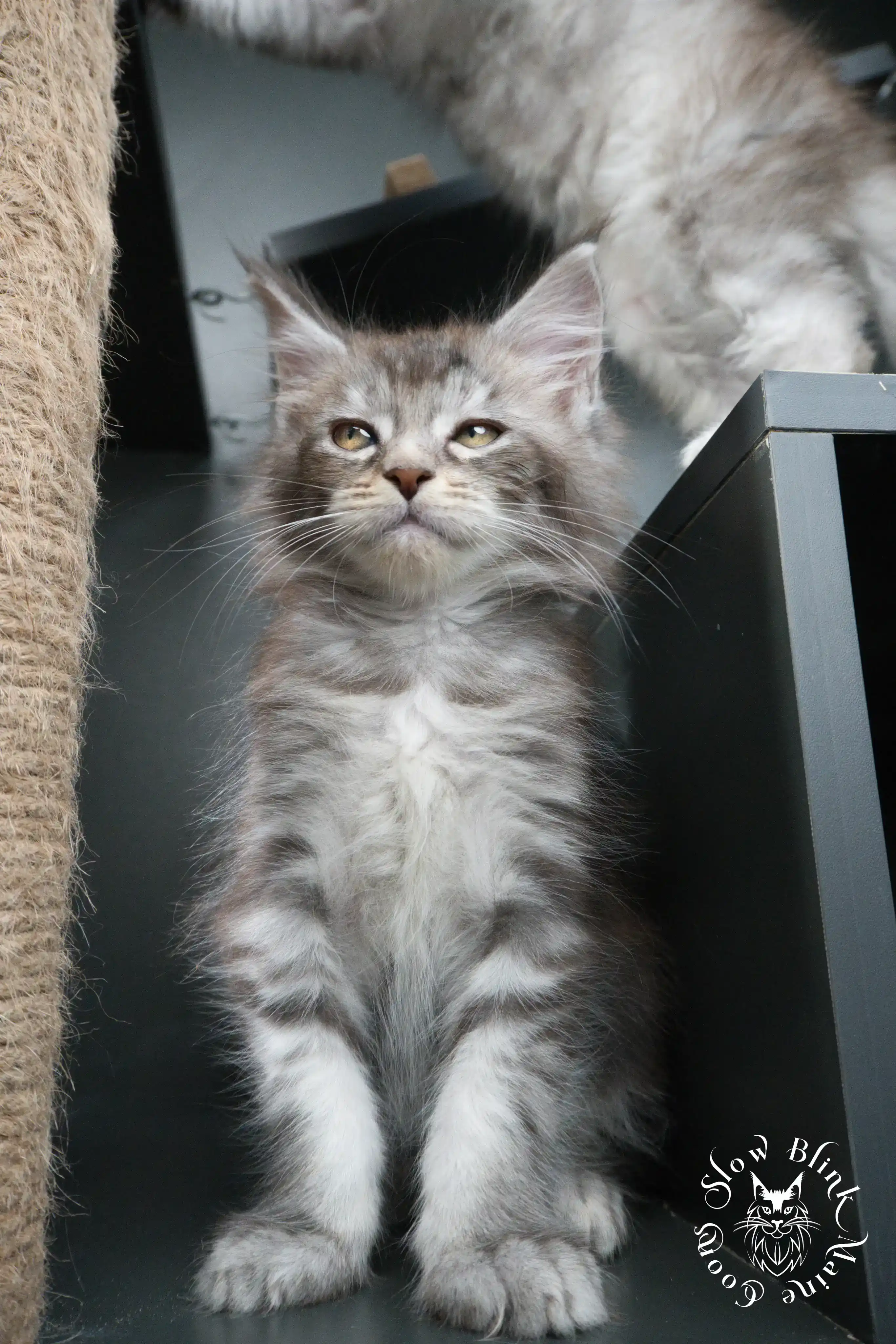 blue silver tabby maine coon kitten | ems code as 22 | slowblinkmainecoons | taken june 2024 Blue Silver Tabby Maine Coon Kittens > blue silver tabby maine coon kitten | ems code as 22 | slowblinkmainecoons | taken june 2024 | 427