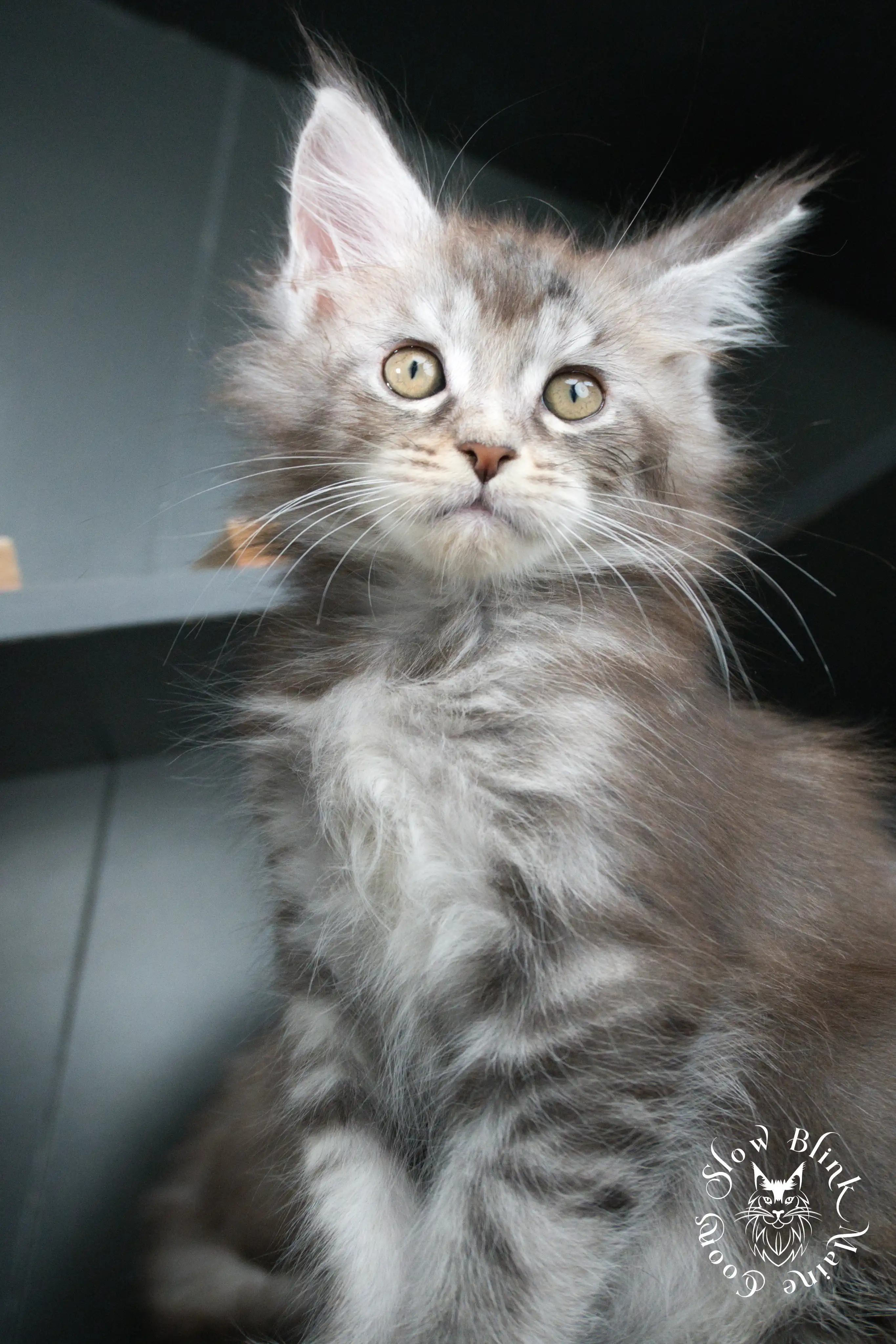 blue silver tabby maine coon kitten | ems code as 22 | slowblinkmainecoons | taken june 2024 Blue Silver Tabby Maine Coon Kittens > blue silver tabby maine coon kitten | ems code as 22 | slowblinkmainecoons | taken june 2024 | 429