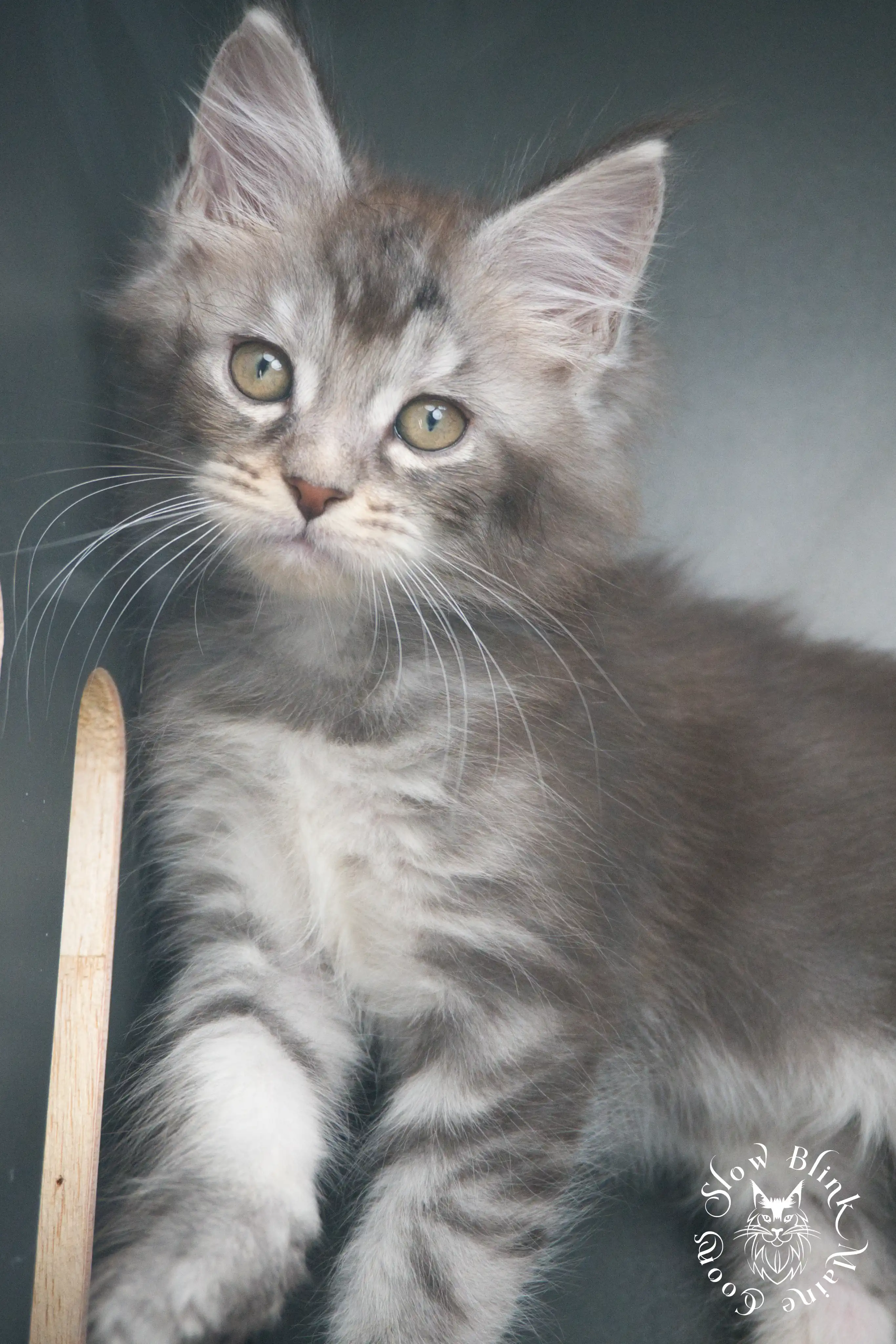 blue silver tabby maine coon kitten | ems code as 22 | slowblinkmainecoons | taken june 2024 Blue Silver Tabby Maine Coon Kittens > blue silver tabby maine coon kitten | ems code as 22 | slowblinkmainecoons | taken june 2024 | 433