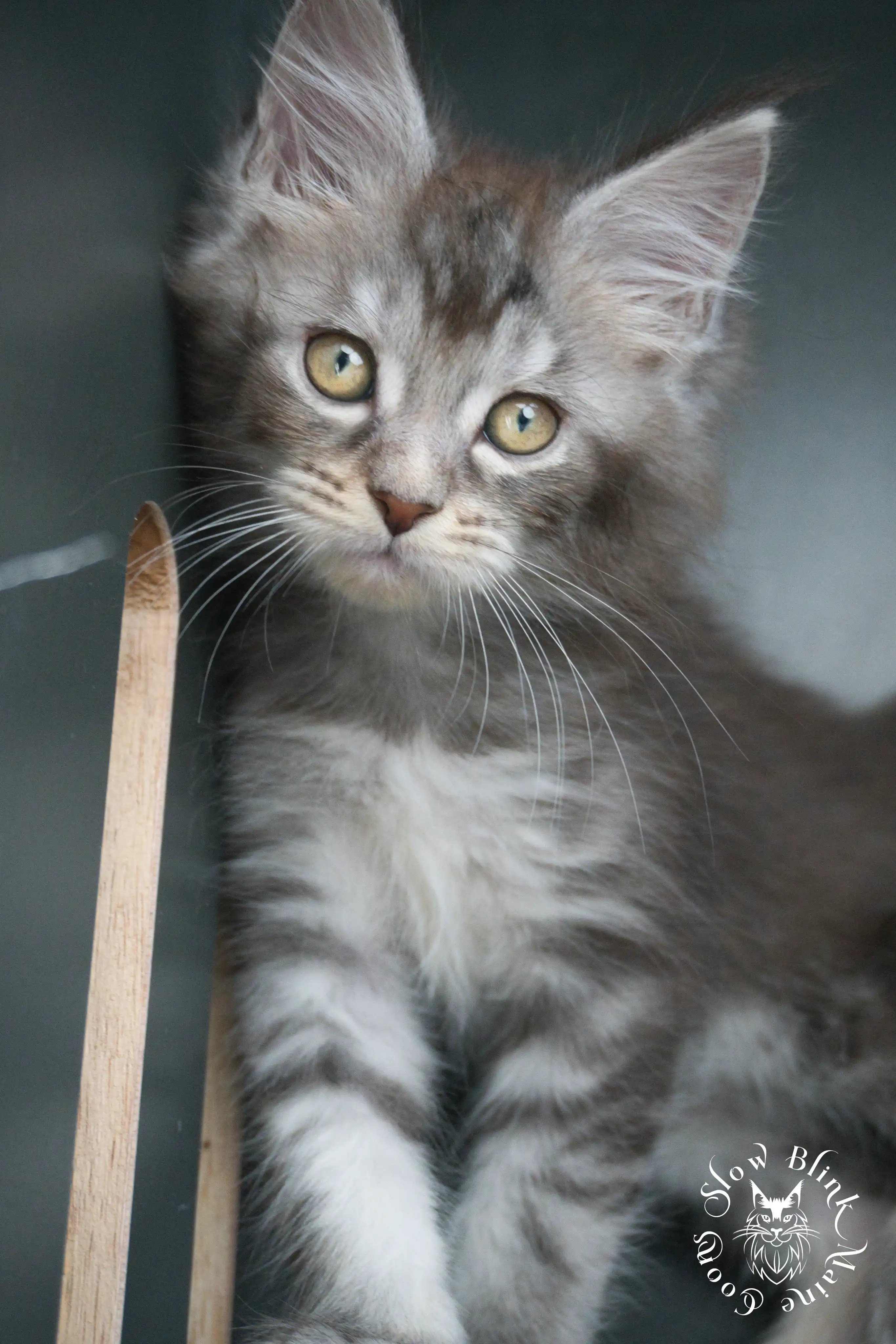 blue silver tabby maine coon kitten | ems code as 22 | slowblinkmainecoons | taken june 2024 Blue Silver Tabby Maine Coon Kittens > blue silver tabby maine coon kitten | ems code as 22 | slowblinkmainecoons | taken june 2024 | 434