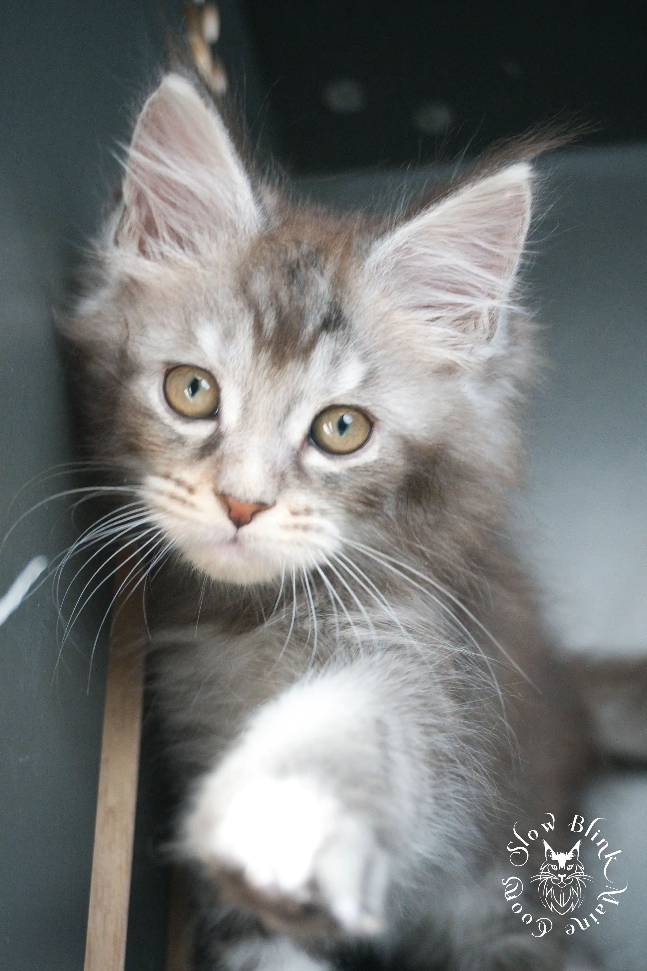 blue silver tabby maine coon kitten | ems code as 22 | slowblinkmainecoons | taken june 2024 Blue Silver Tabby Maine Coon Kittens > blue silver tabby maine coon kitten | ems code as 22 | slowblinkmainecoons | taken june 2024 | 435
