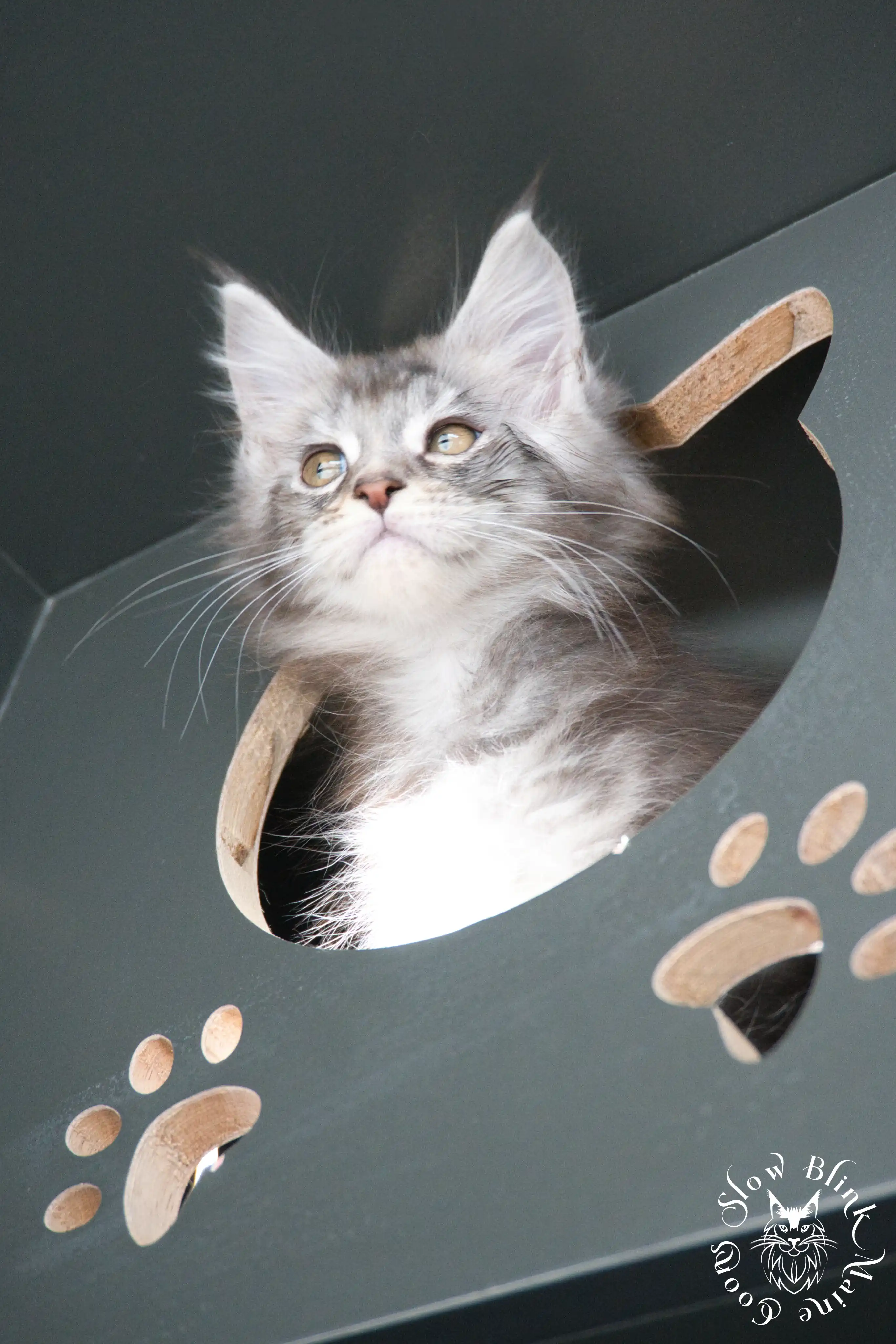 blue silver tabby maine coon kitten | ems code as 22 | slowblinkmainecoons | taken june 2024 Blue Silver Tabby Maine Coon Kittens > blue silver tabby maine coon kitten | ems code as 22 | slowblinkmainecoons | taken june 2024 | 520