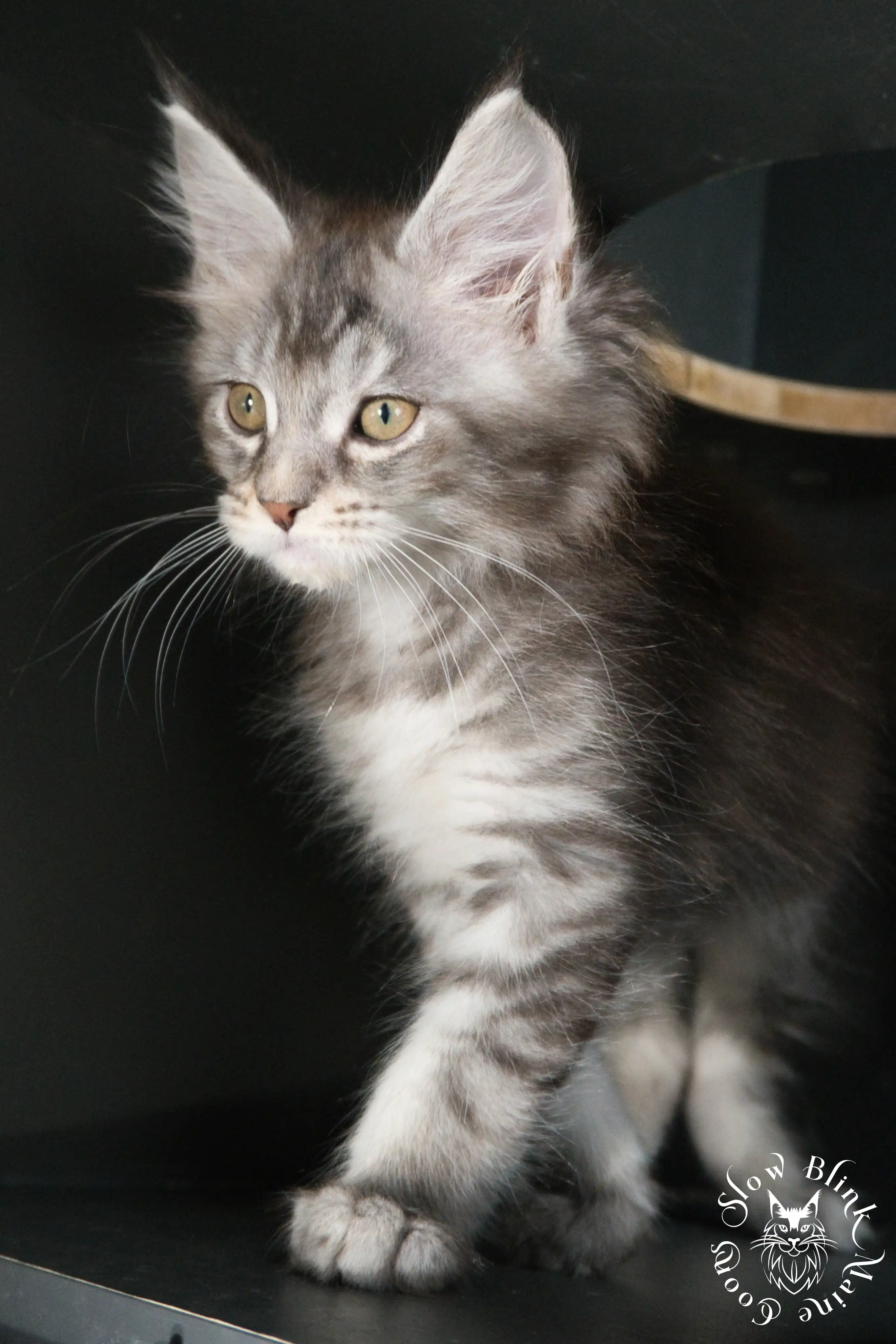 blue silver tabby maine coon kitten | ems code as 22 | slowblinkmainecoons | taken june 2024 Blue Silver Tabby Maine Coon Kittens > blue silver tabby maine coon kitten | ems code as 22 | slowblinkmainecoons | taken june 2024 | 521