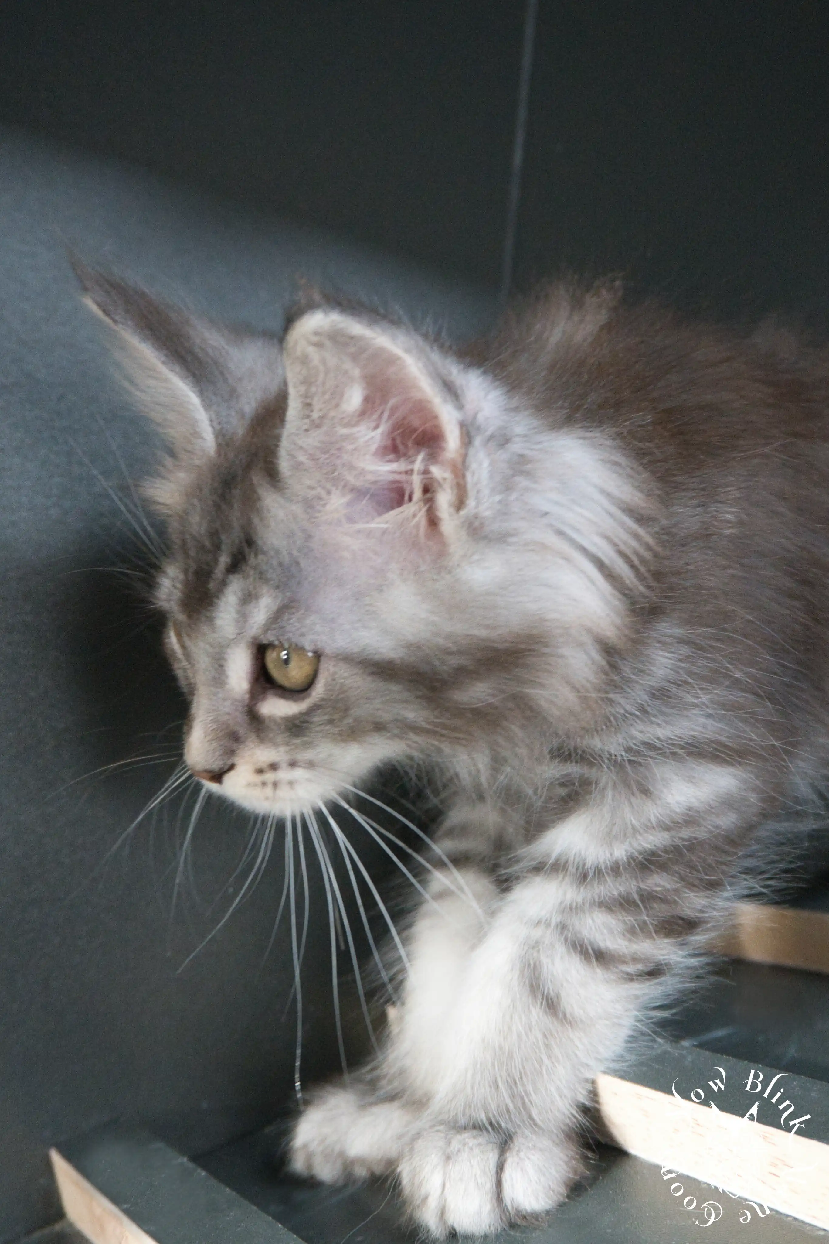 blue silver tabby maine coon kitten | ems code as 22 | slowblinkmainecoons | taken june 2024 Blue Silver Tabby Maine Coon Kittens > blue silver tabby maine coon kitten | ems code as 22 | slowblinkmainecoons | taken june 2024 | 523