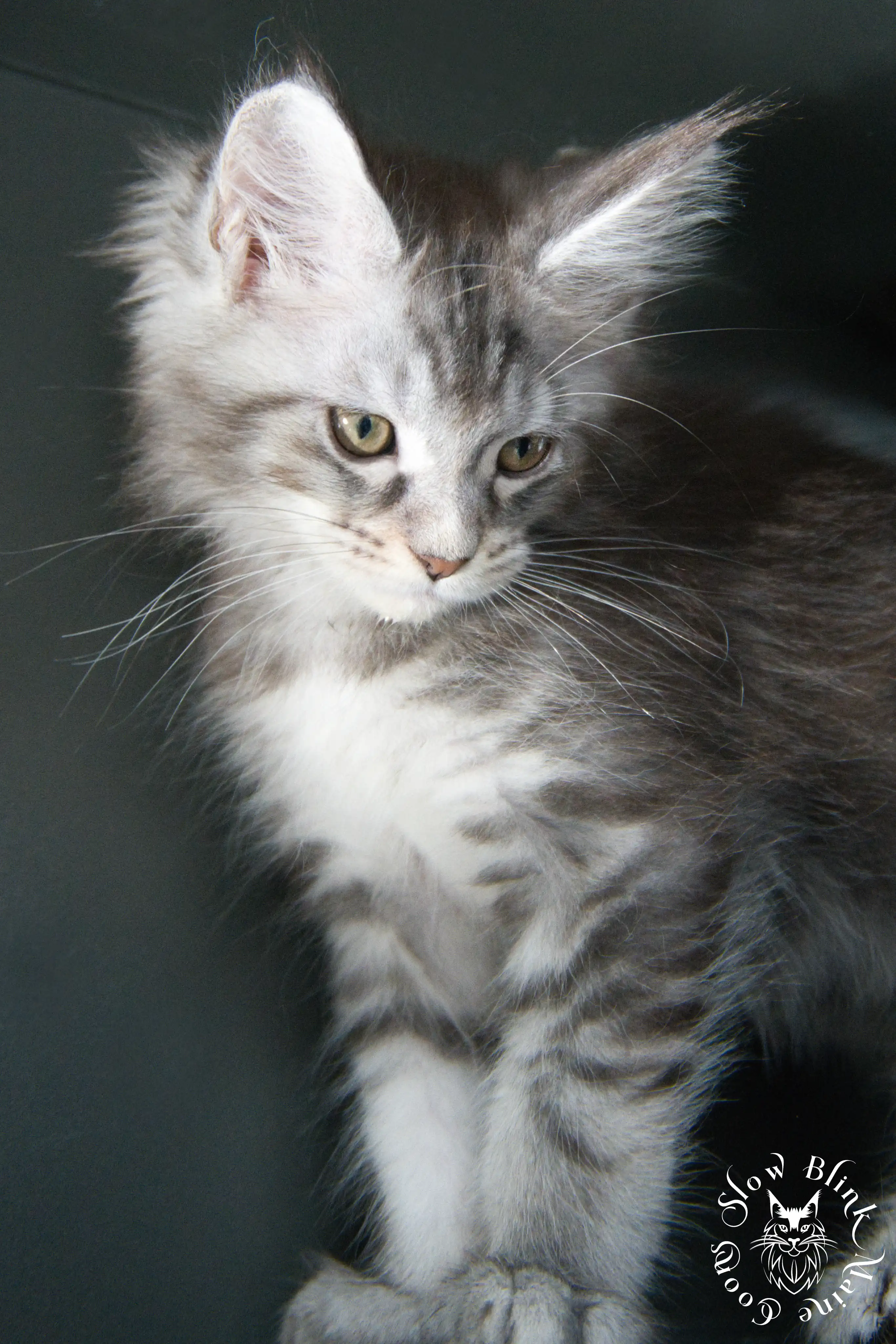 blue silver tabby maine coon kitten | ems code as 22 | slowblinkmainecoons | taken june 2024 Blue Silver Tabby Maine Coon Kittens > blue silver tabby maine coon kitten | ems code as 22 | slowblinkmainecoons | taken june 2024 | 524