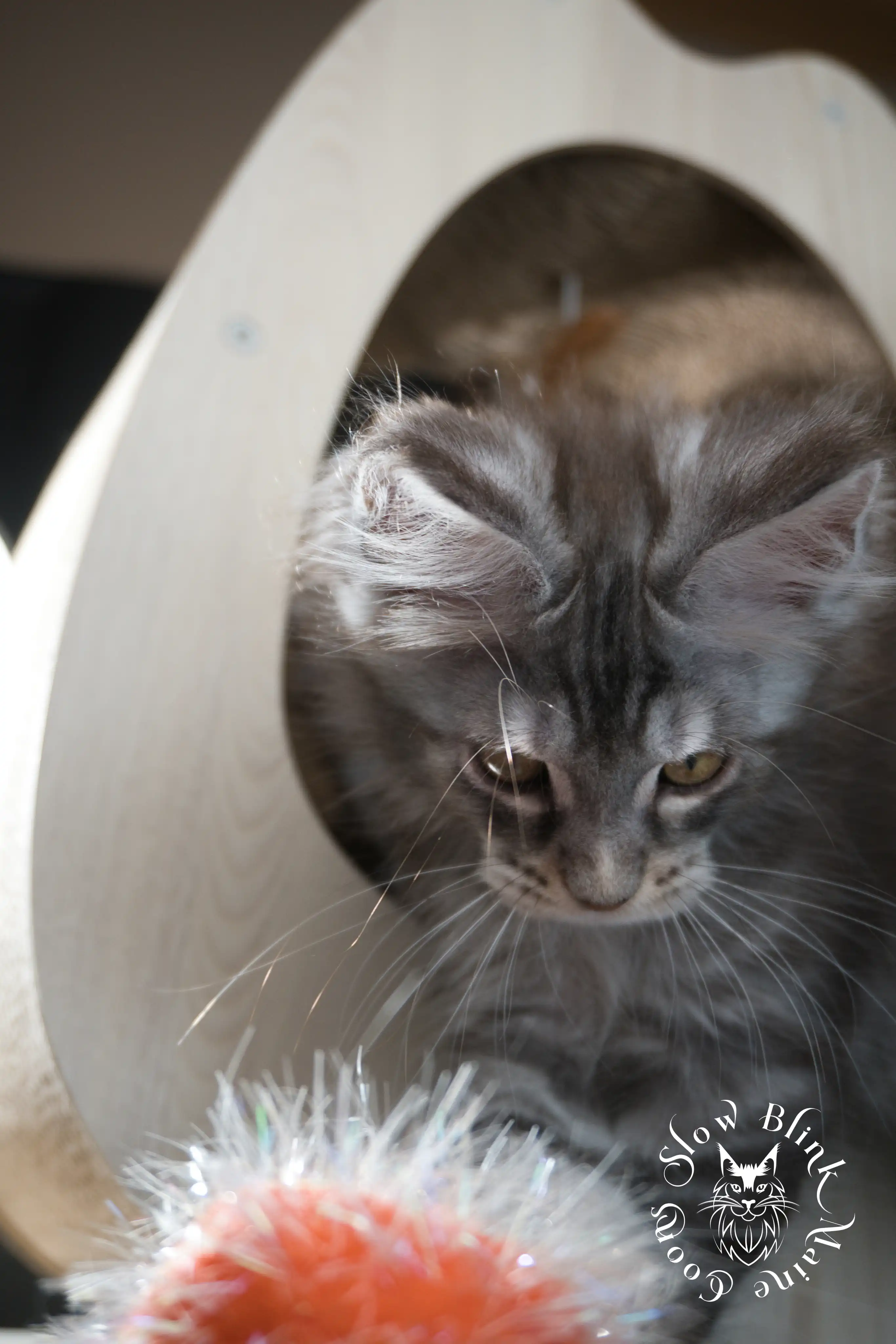 blue silver tabby maine coon kitten | ems code as 22 | slowblinkmainecoons | taken june 2024 Blue Silver Tabby Maine Coon Kittens > blue silver tabby maine coon kitten | ems code as 22 | slowblinkmainecoons | taken june 2024 | 613