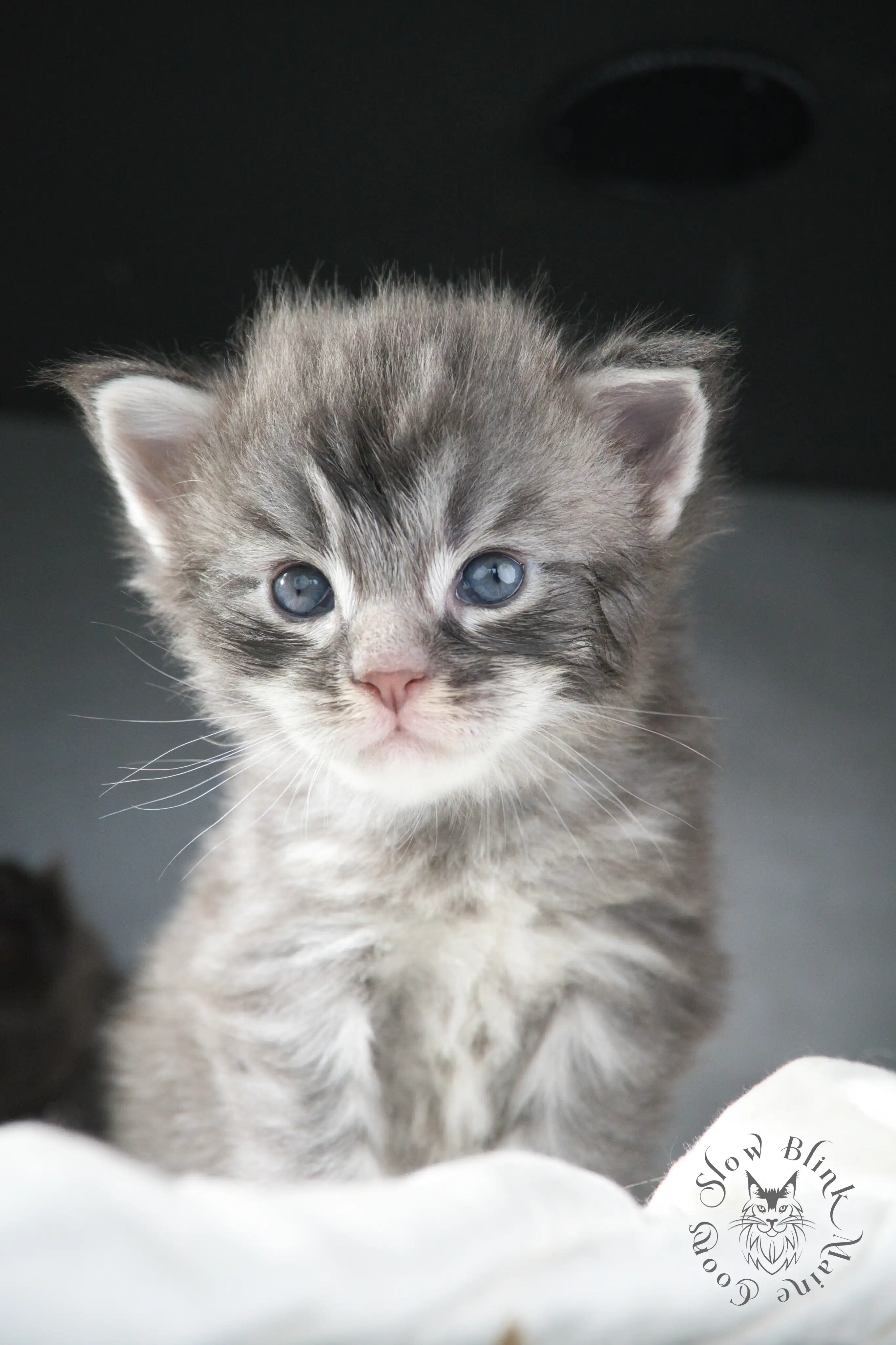 blue silver tabby maine coon kitten | ems code as 22 | slowblinkmainecoons | taken june 2024 Blue Silver Tabby Maine Coon Kittens > blue silver tabby maine coon kitten | ems code as 22 | slowblinkmainecoons | taken june 2024 | 788