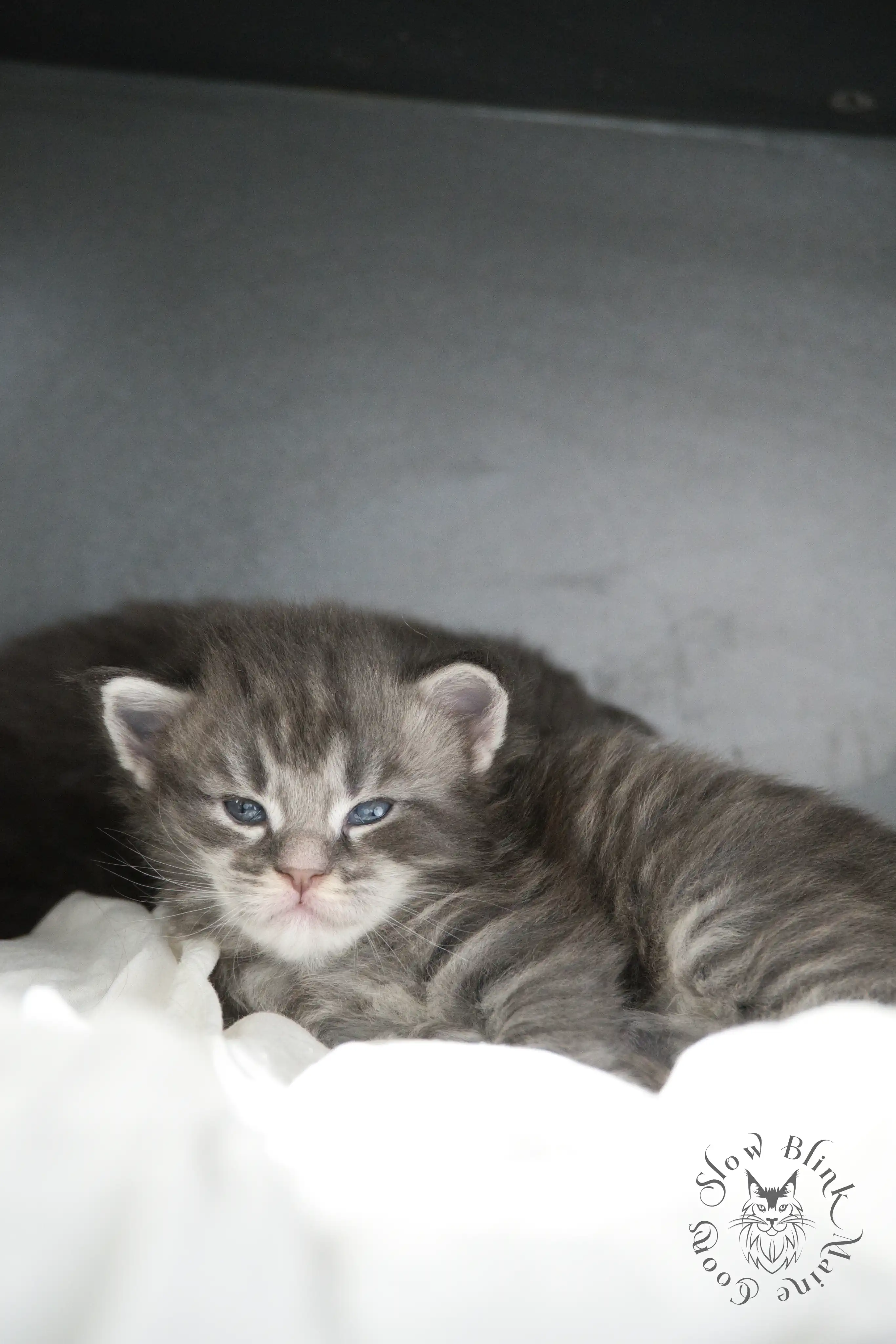 blue silver tabby maine coon kitten | ems code as 22 | slowblinkmainecoons | taken june 2024 Blue Silver Tabby Maine Coon Kittens > blue silver tabby maine coon kitten | ems code as 22 | slowblinkmainecoons | taken june 2024 | 789