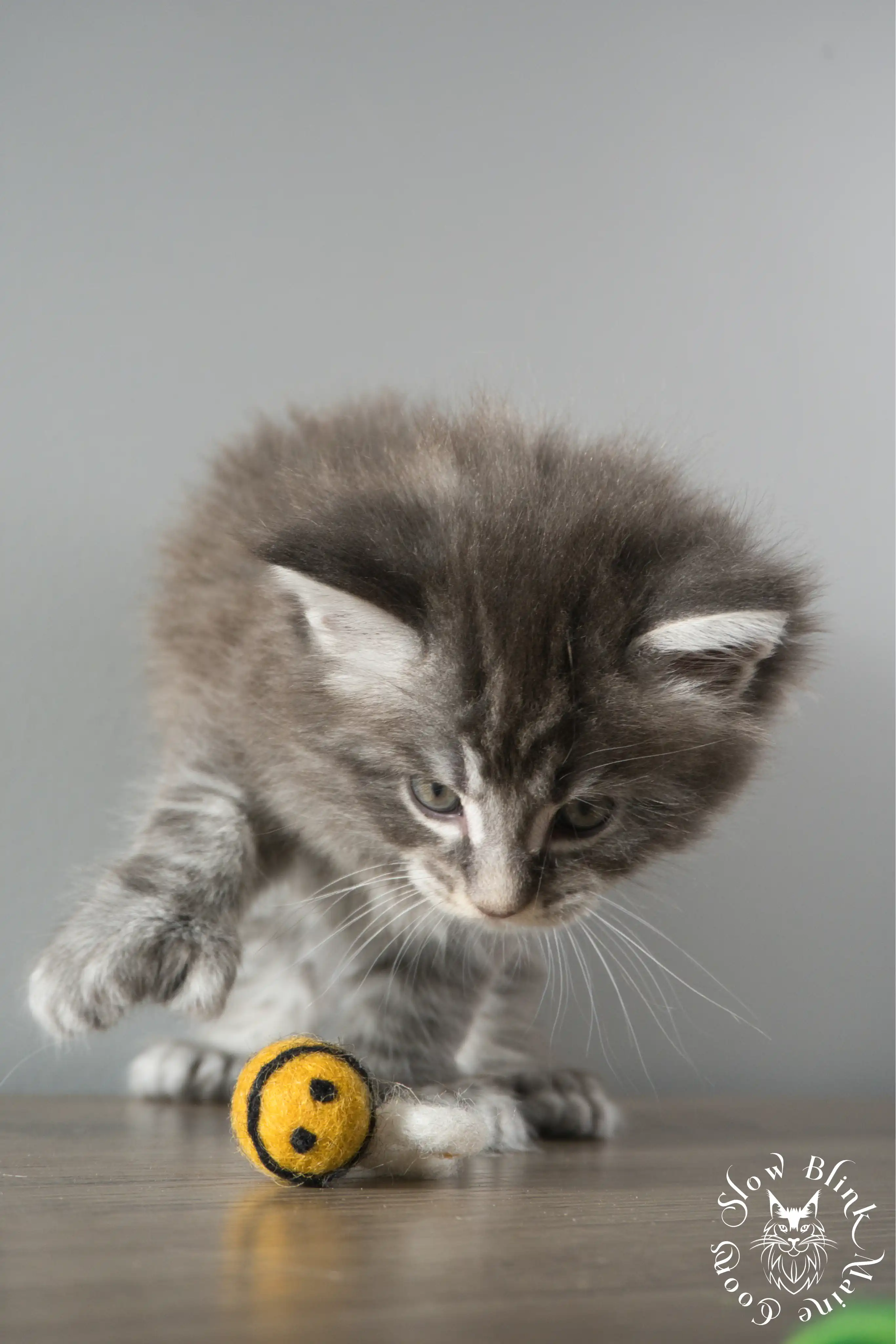 blue silver tabby maine coon kitten | ems code as 22 | slowblinkmainecoons | taken june 2024 Blue Silver Tabby Maine Coon Kittens > blue silver tabby maine coon kitten | ems code as 22 | slowblinkmainecoons | taken june 2024 | 894