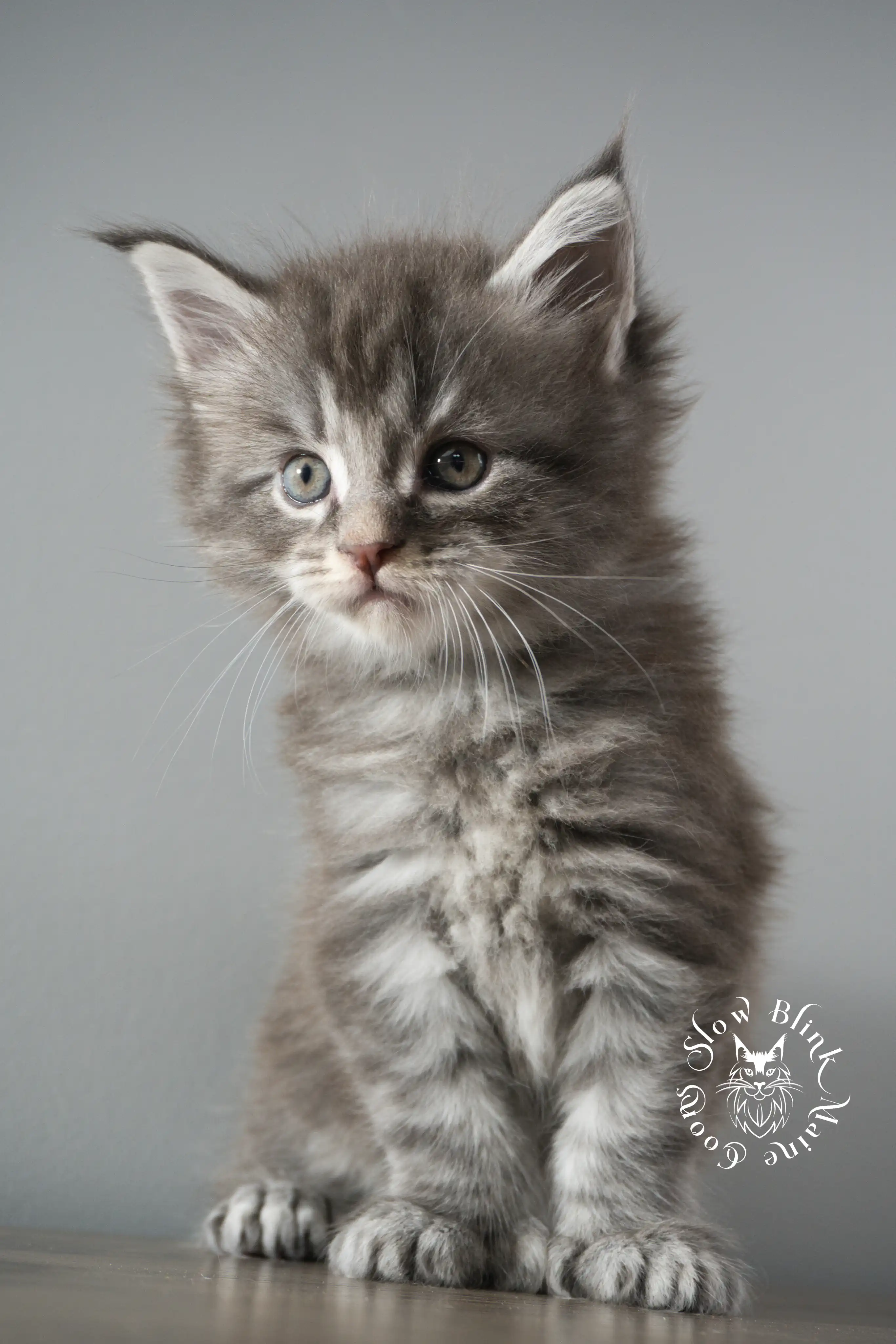 blue silver tabby maine coon kitten | ems code as 22 | slowblinkmainecoons | taken june 2024 Blue Silver Tabby Maine Coon Kittens > blue silver tabby maine coon kitten | ems code as 22 | slowblinkmainecoons | taken june 2024 | 898