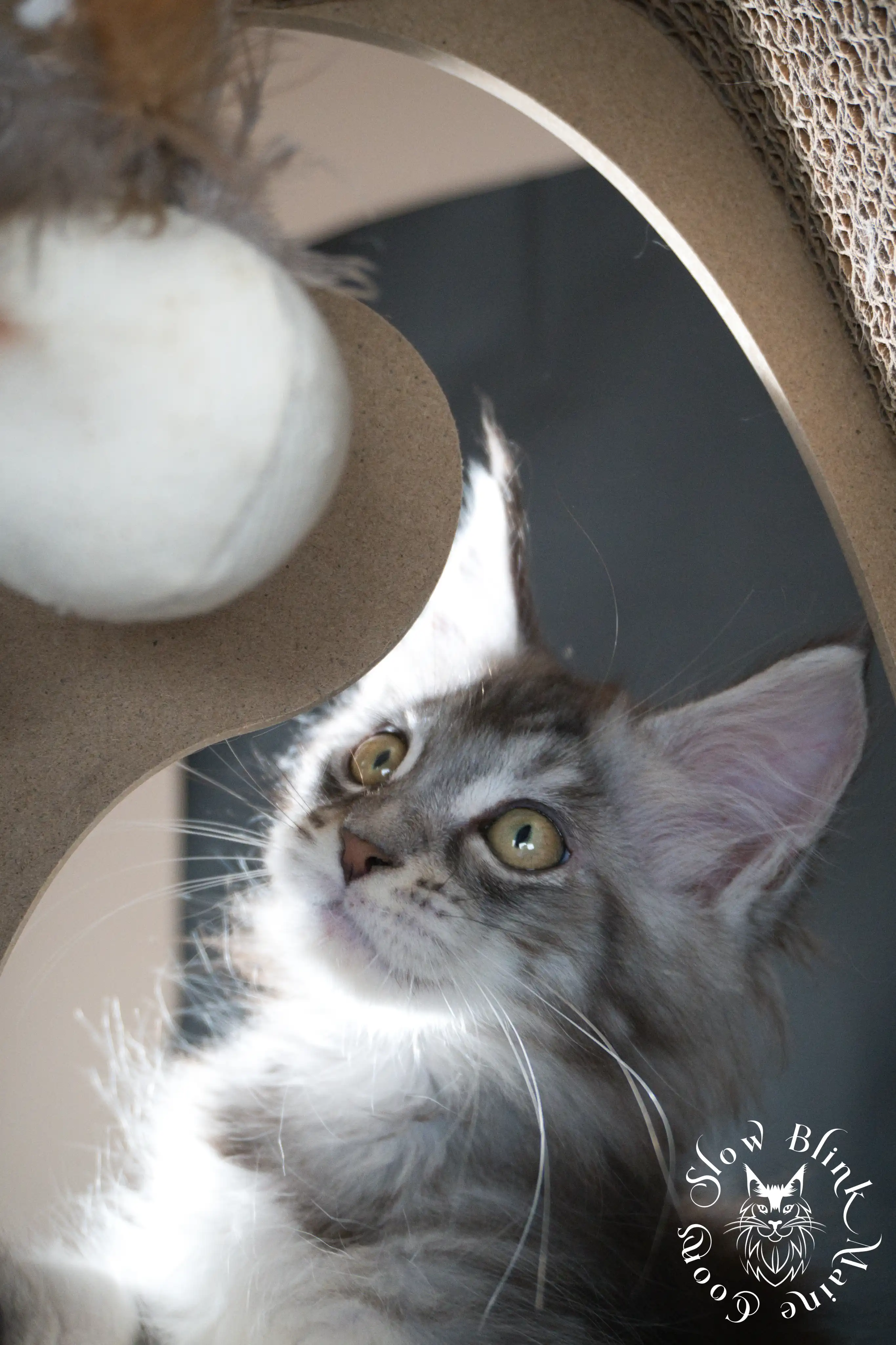 blue silver tabby maine coon kitten | ems code as 22 | slowblinkmainecoons | taken june 2024 Blue Silver Tabby Maine Coon Kittens > blue silver tabby maine coon kitten | ems code as 22 | slowblinkmainecoons | taken june 2024 | 954