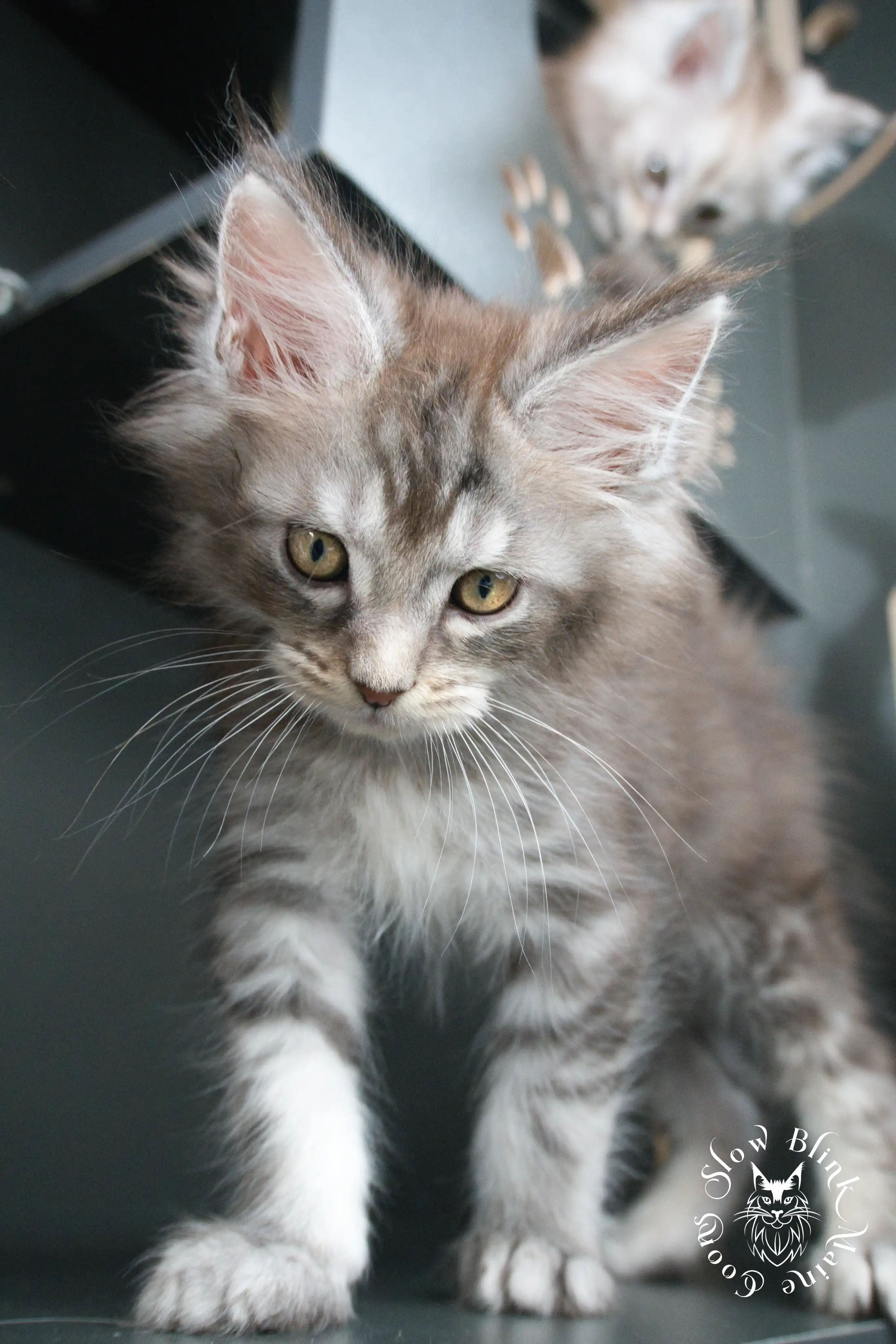 blue silver tabby maine coon kitten | ems code as 22 | slowblinkmainecoons | taken june 2024 Blue Silver Tabby Maine Coon Kittens > blue silver tabby maine coon kitten | ems code as 22 | slowblinkmainecoons | taken june 2024 | 965