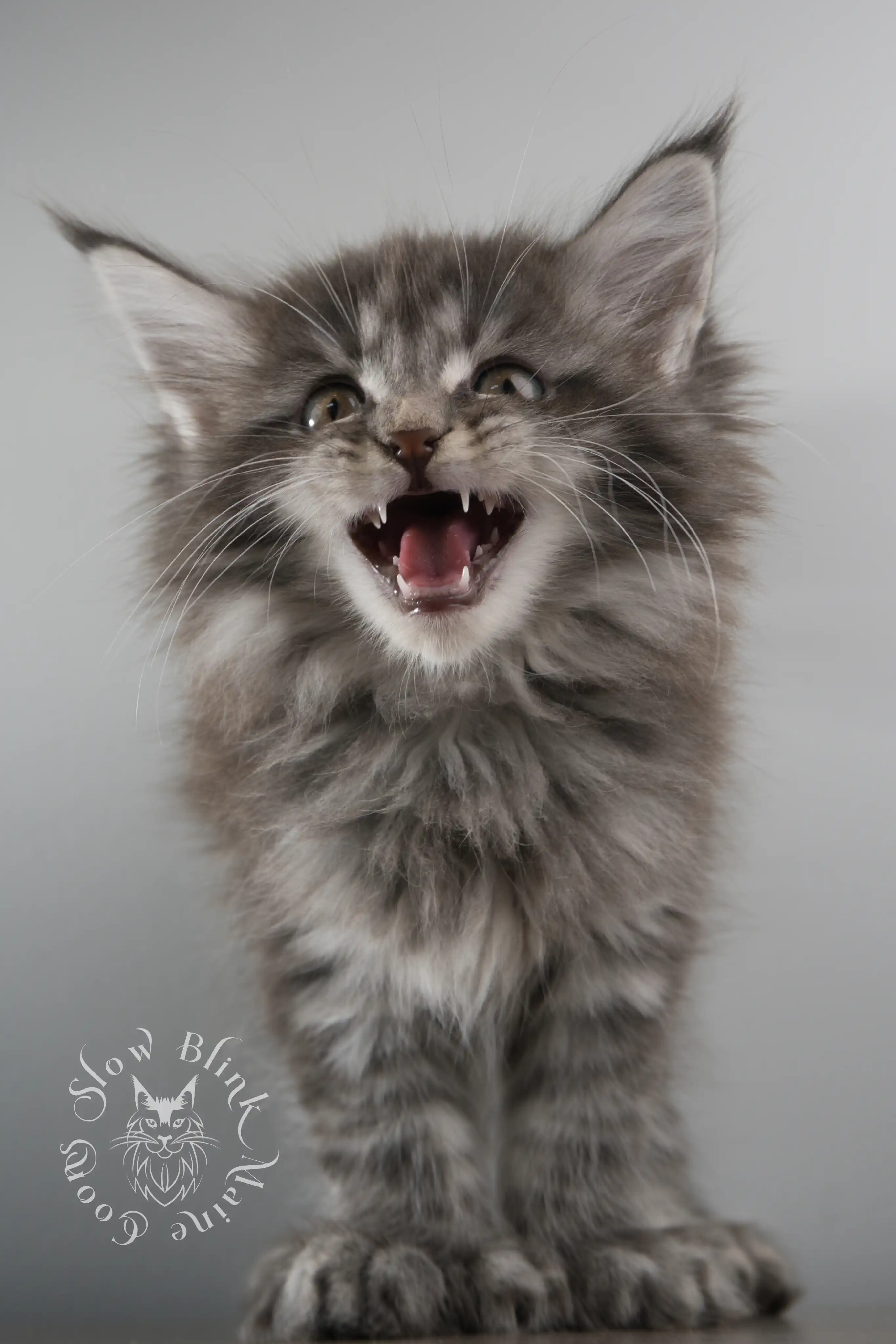 blue silver tabby maine coon kitten | ems code as 22 | slowblinkmainecoons | taken march 2024 | age 8 weeks Blue Silver Tabby Maine Coon Kittens > blue silver tabby maine coon kitten | ems code as 22 | slowblinkmainecoons | taken march 2024 | age 8 weeks | 110