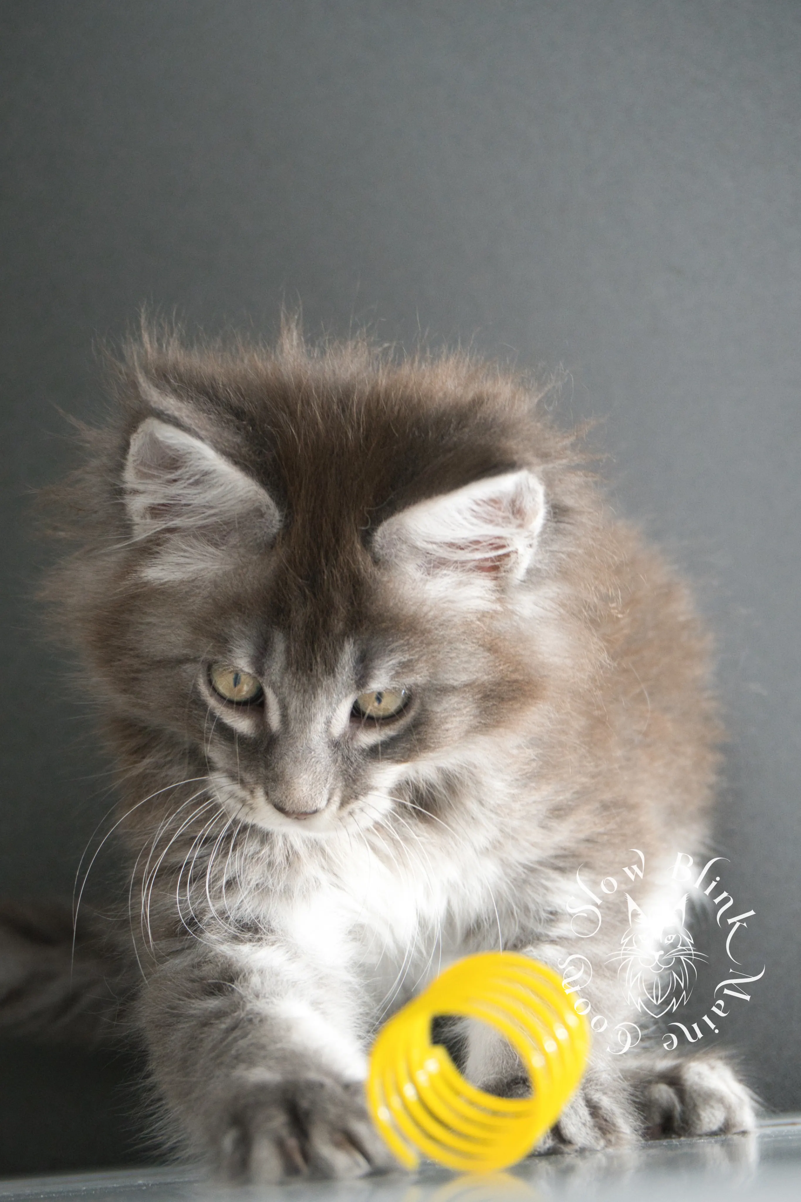 blue silver tabby maine coon kitten | male | age 8 weeks | classic tabby | ems code n 22 | slowblinkmainecoons | taken aug 2024 | polydactyl Blue Silver Tabby Maine Coon Kittens > blue silver tabby maine coon kitten | male | age 8 weeks | classic tabby | ems code n 22 | slowblinkmainecoons | taken aug 2024 | polydactyl | 10