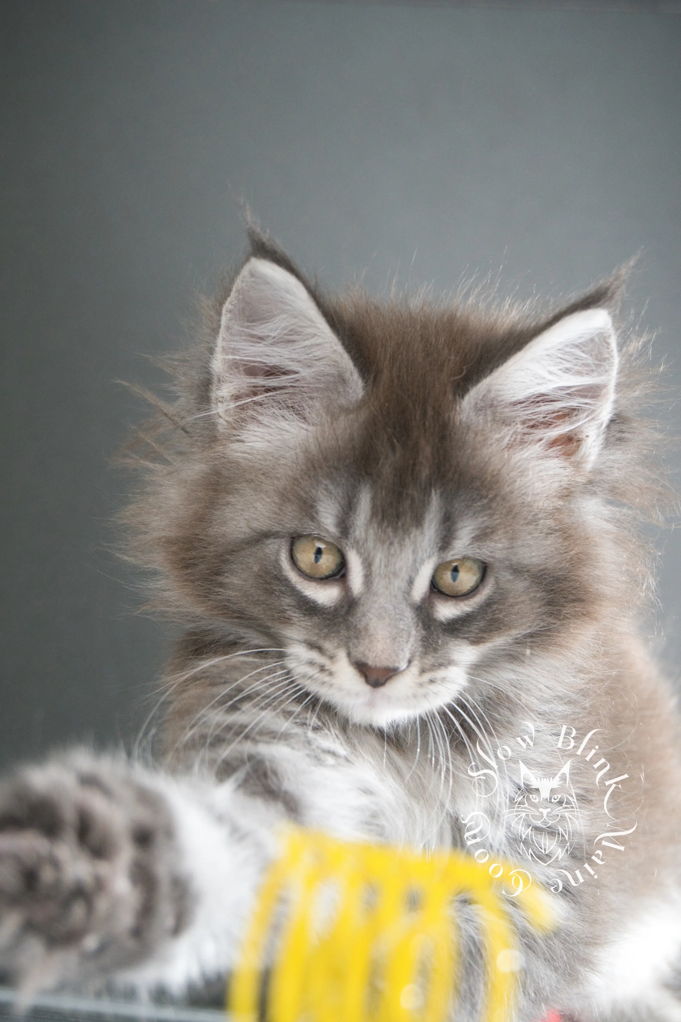 blue silver tabby maine coon kitten | male | age 8 weeks | classic tabby | ems code n 22 | slowblinkmainecoons | taken aug 2024 | polydactyl Blue Silver Tabby Maine Coon Kittens > blue silver tabby maine coon kitten | male | age 8 weeks | classic tabby | ems code n 22 | slowblinkmainecoons | taken aug 2024 | polydactyl | 11