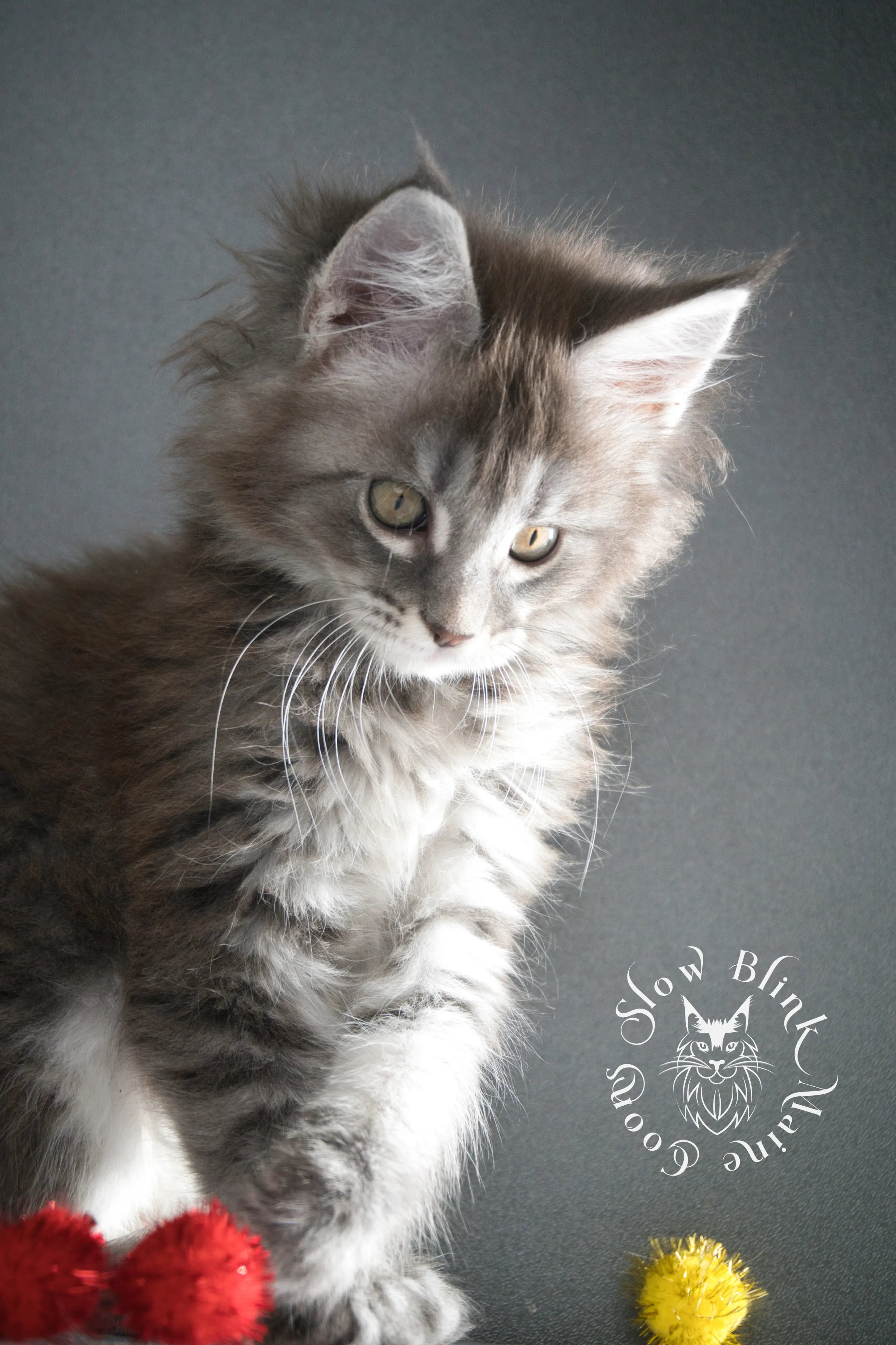 blue silver tabby maine coon kitten | male | age 8 weeks | classic tabby | ems code n 22 | slowblinkmainecoons | taken aug 2024 | polydactyl Blue Silver Tabby Maine Coon Kittens > blue silver tabby maine coon kitten | male | age 8 weeks | classic tabby | ems code n 22 | slowblinkmainecoons | taken aug 2024 | polydactyl | 12