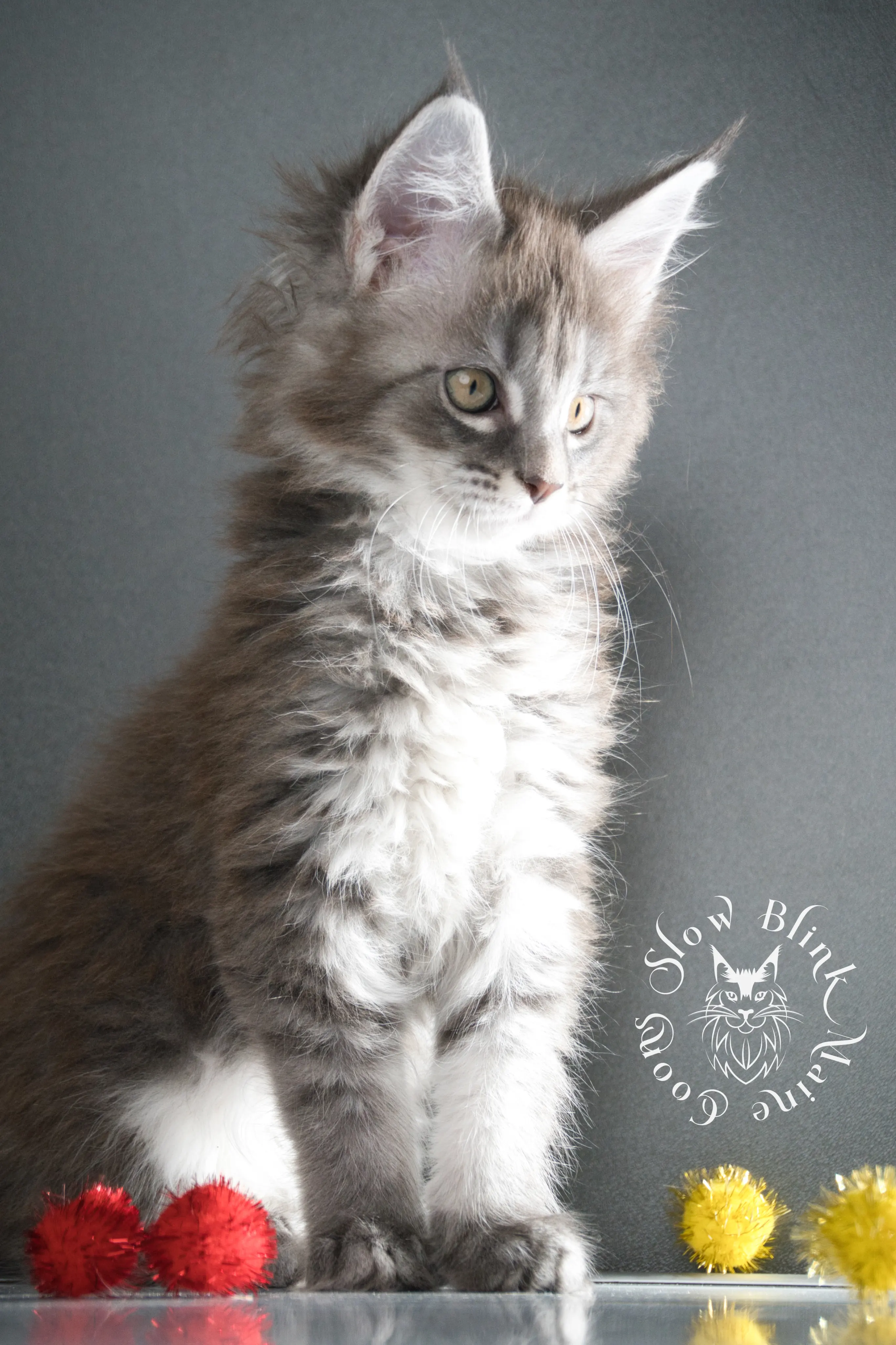 blue silver tabby maine coon kitten | male | age 8 weeks | classic tabby | ems code n 22 | slowblinkmainecoons | taken aug 2024 | polydactyl Blue Silver Tabby Maine Coon Kittens > blue silver tabby maine coon kitten | male | age 8 weeks | classic tabby | ems code n 22 | slowblinkmainecoons | taken aug 2024 | polydactyl | 13