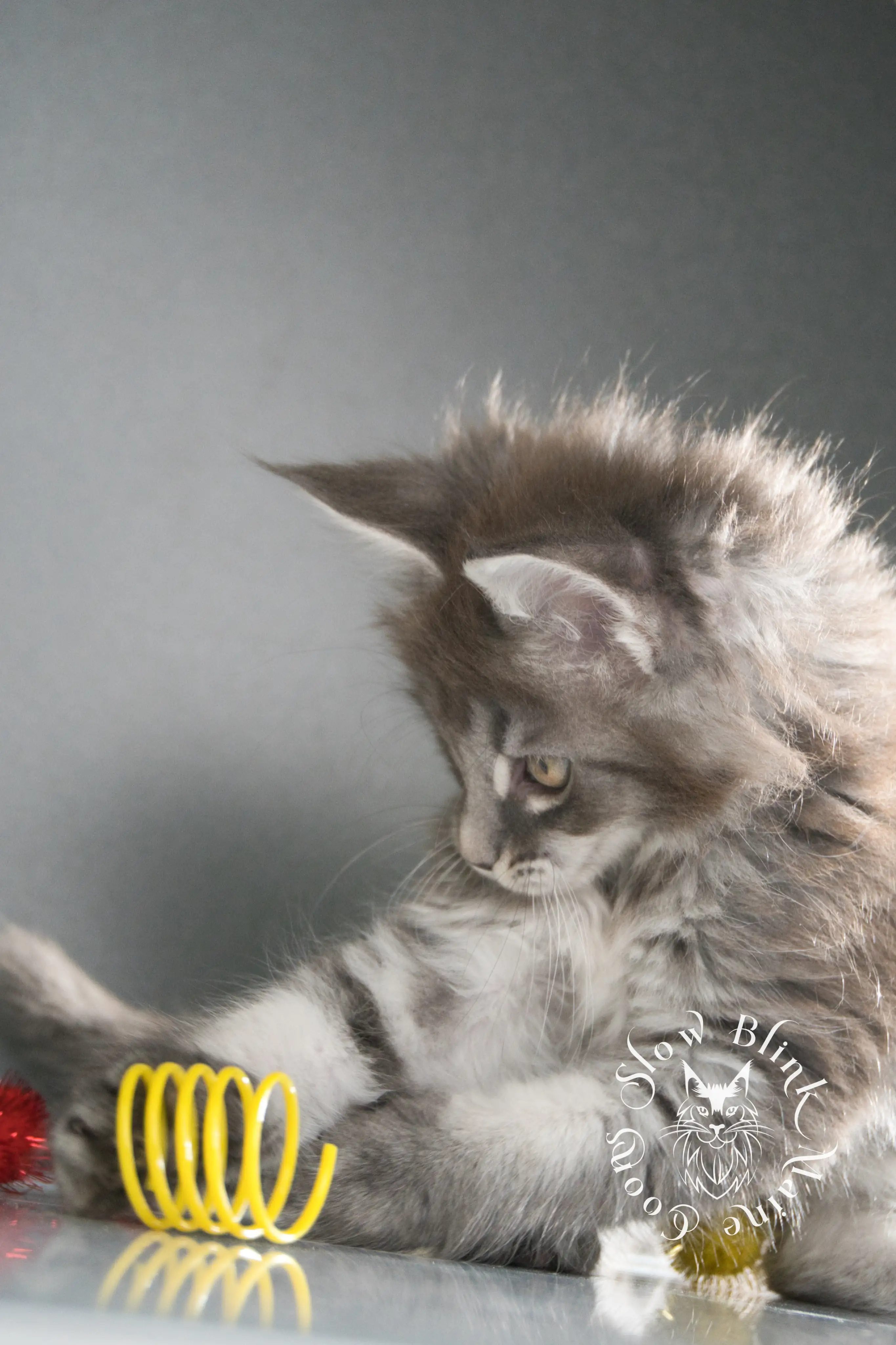 blue silver tabby maine coon kitten | male | age 8 weeks | classic tabby | ems code n 22 | slowblinkmainecoons | taken aug 2024 | polydactyl Blue Silver Tabby Maine Coon Kittens > blue silver tabby maine coon kitten | male | age 8 weeks | classic tabby | ems code n 22 | slowblinkmainecoons | taken aug 2024 | polydactyl | 14