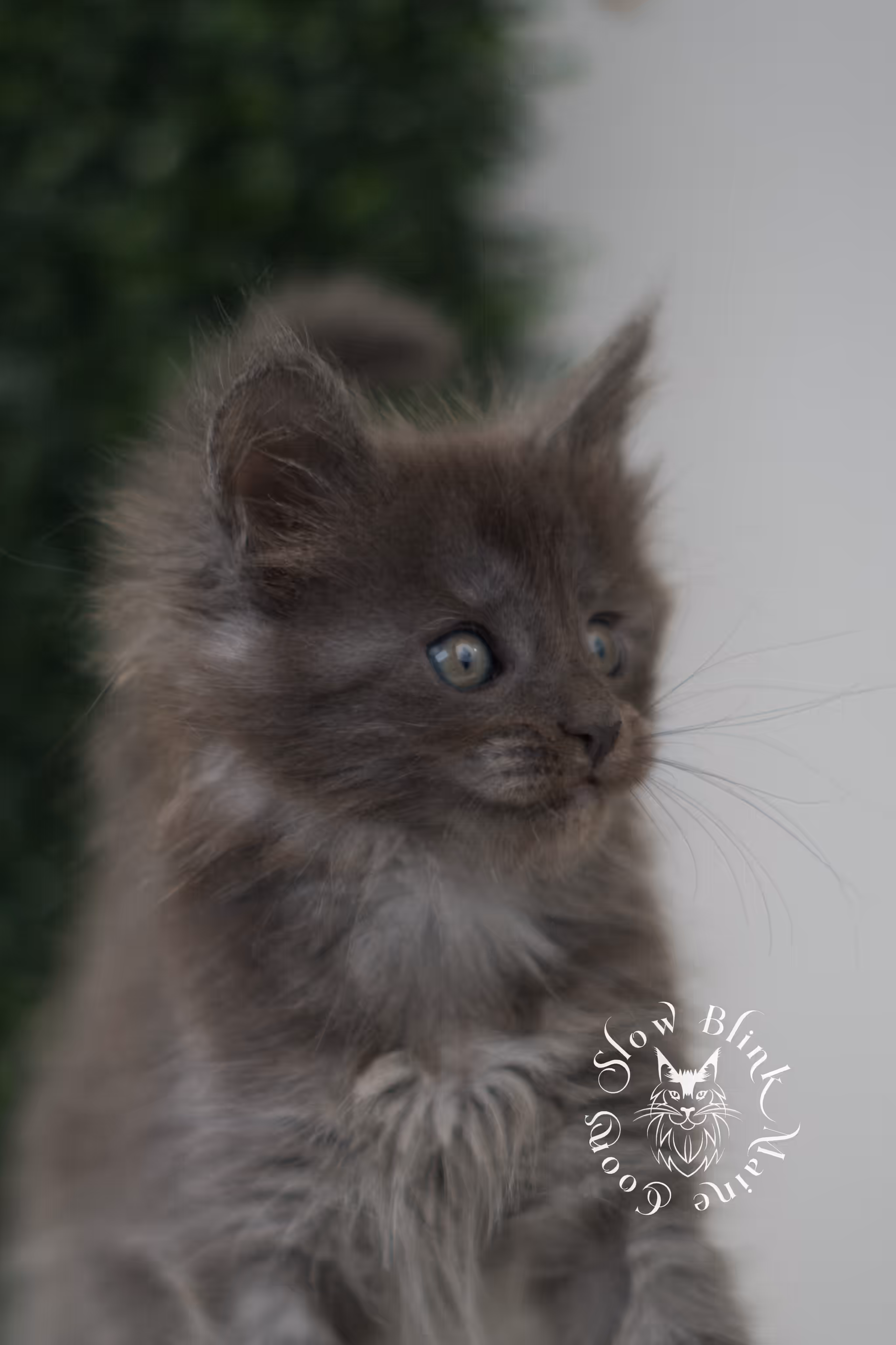 blue smoke | maine coon kitten | age 6 weeks old | taken jun 15 2025 | ems code mco as | standard paws Blue Smoke Maine Coon Kittens > blue smoke | maine coon kitten | age 6 weeks old | taken jun 15 2025 | ems code mco as | standard paws | idx 01