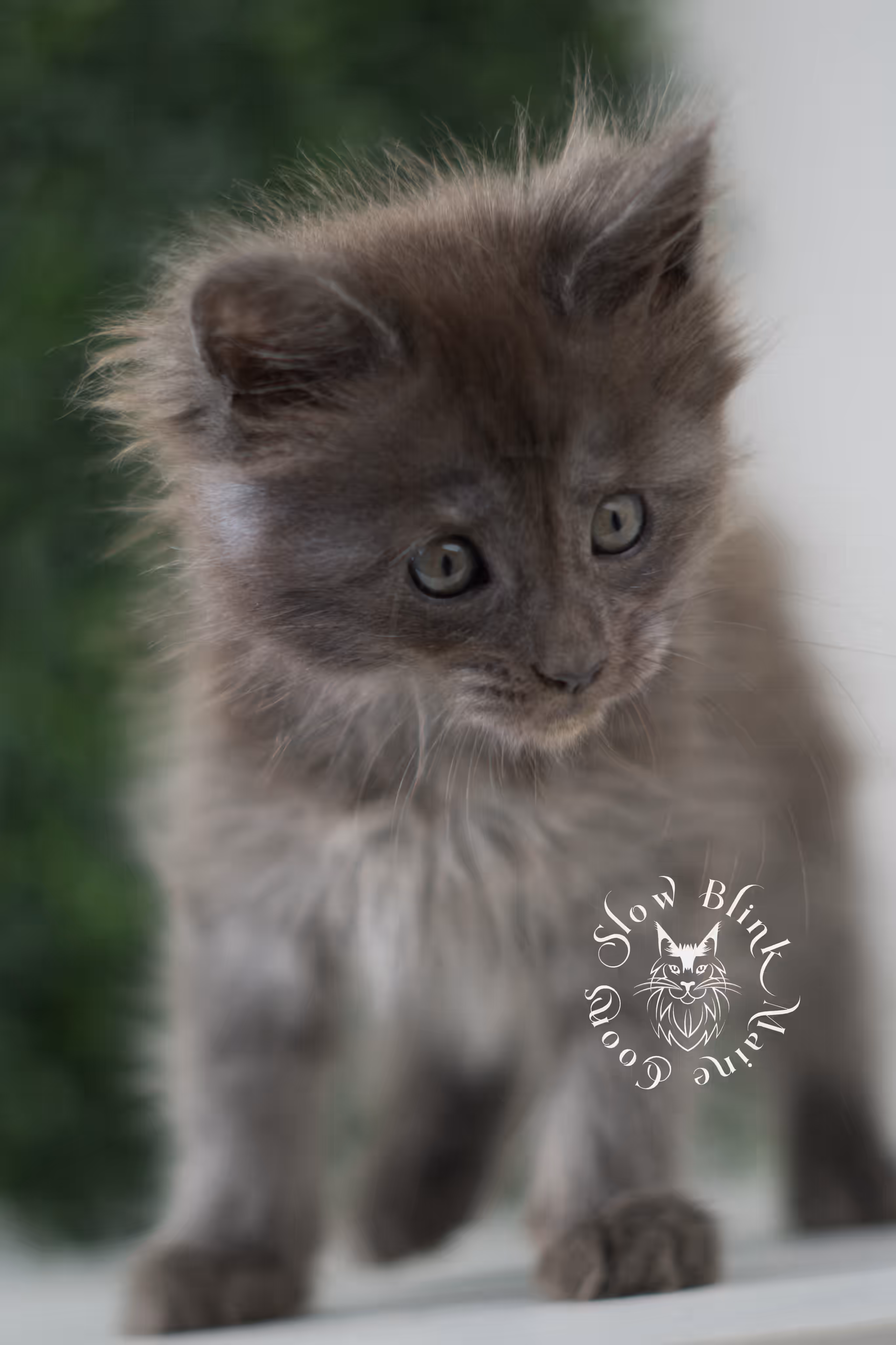 blue smoke | maine coon kitten | age 6 weeks old | taken jun 15 2025 | ems code mco as | standard paws Blue Smoke Maine Coon Kittens > blue smoke | maine coon kitten | age 6 weeks old | taken jun 15 2025 | ems code mco as | standard paws | idx 02