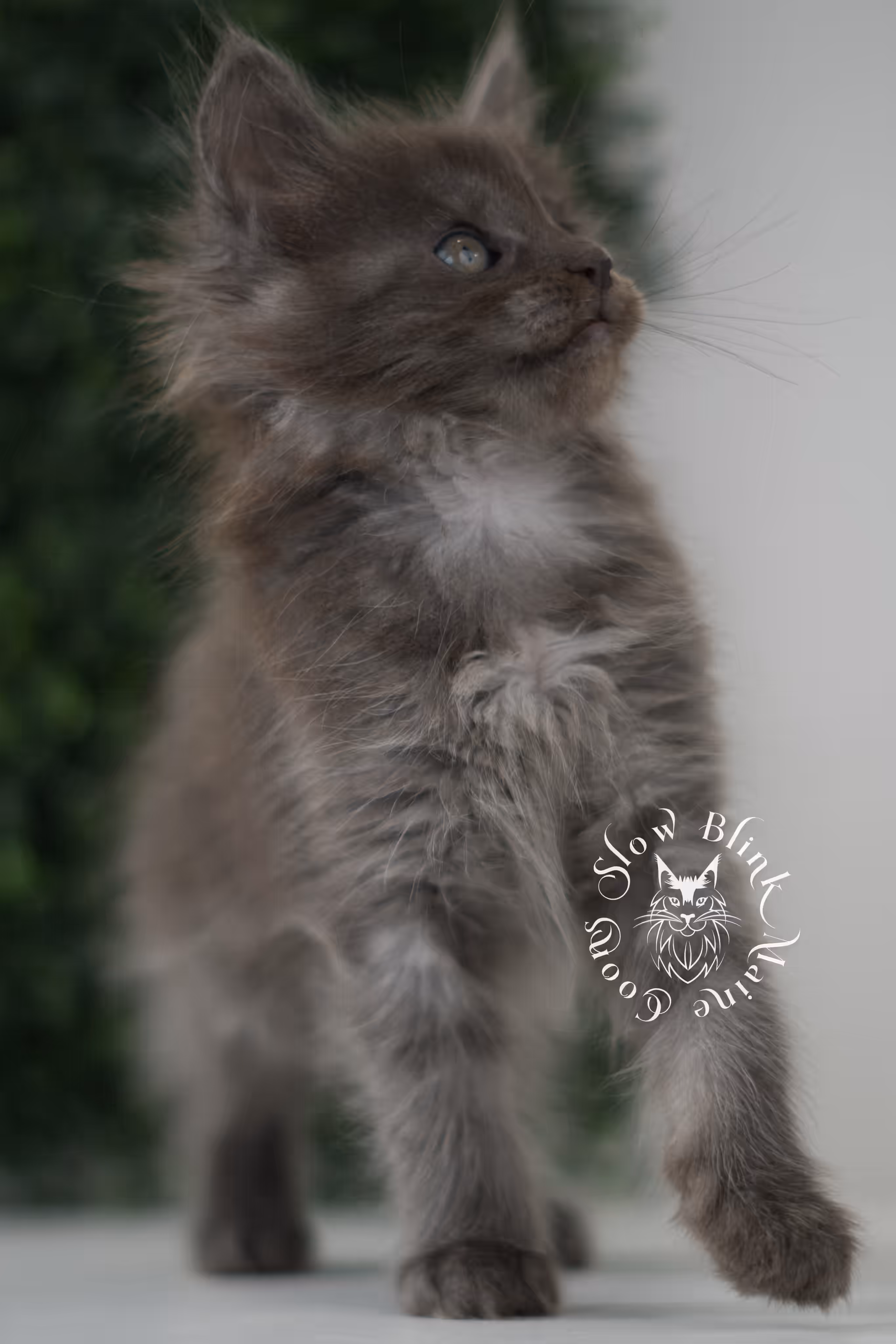 blue smoke | maine coon kitten | age 6 weeks old | taken jun 15 2025 | ems code mco as | standard paws Blue Smoke Maine Coon Kittens > blue smoke | maine coon kitten | age 6 weeks old | taken jun 15 2025 | ems code mco as | standard paws | idx 03