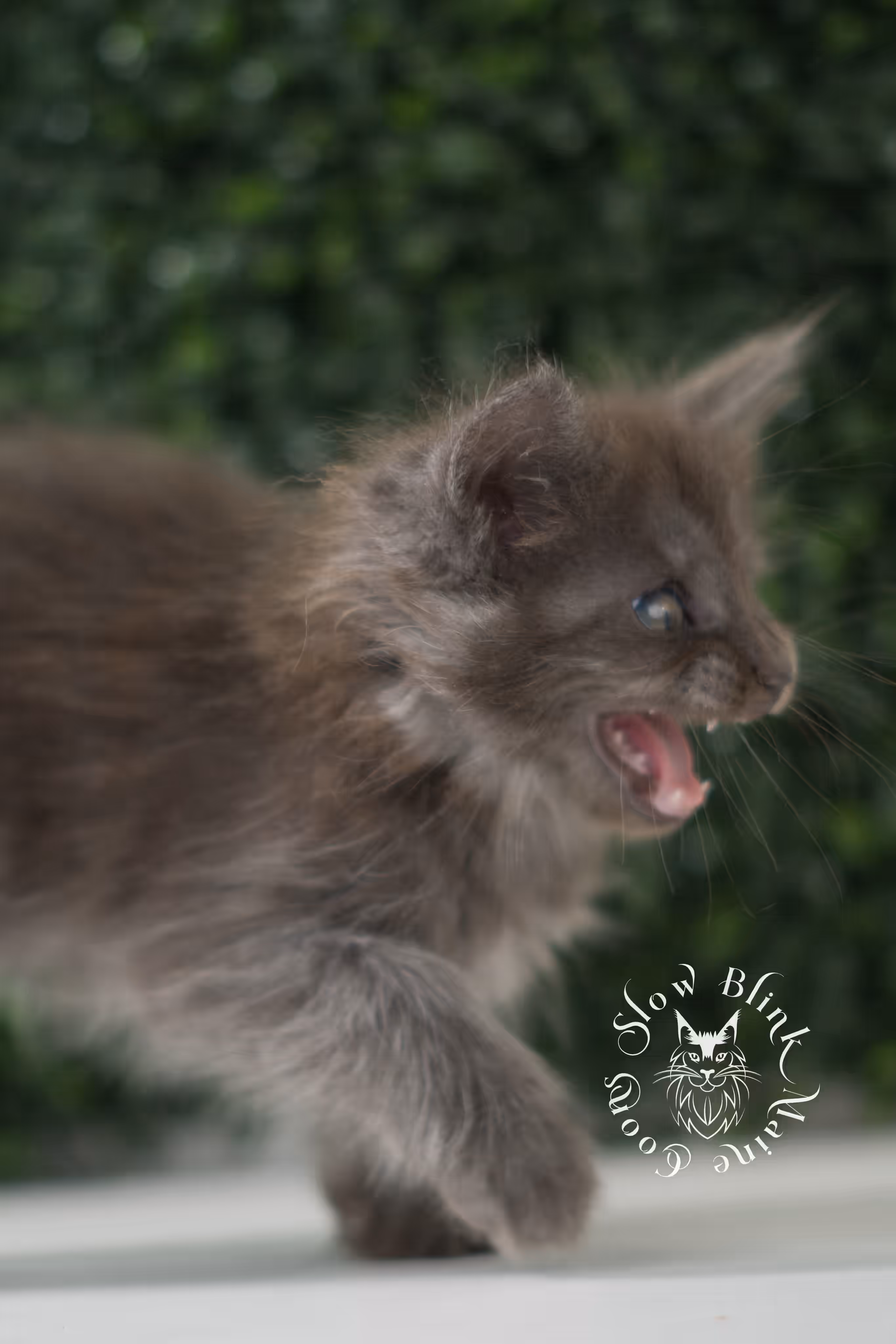 blue smoke | maine coon kitten | age 6 weeks old | taken jun 15 2025 | ems code mco as | standard paws Blue Smoke Maine Coon Kittens > blue smoke | maine coon kitten | age 6 weeks old | taken jun 15 2025 | ems code mco as | standard paws | idx 04