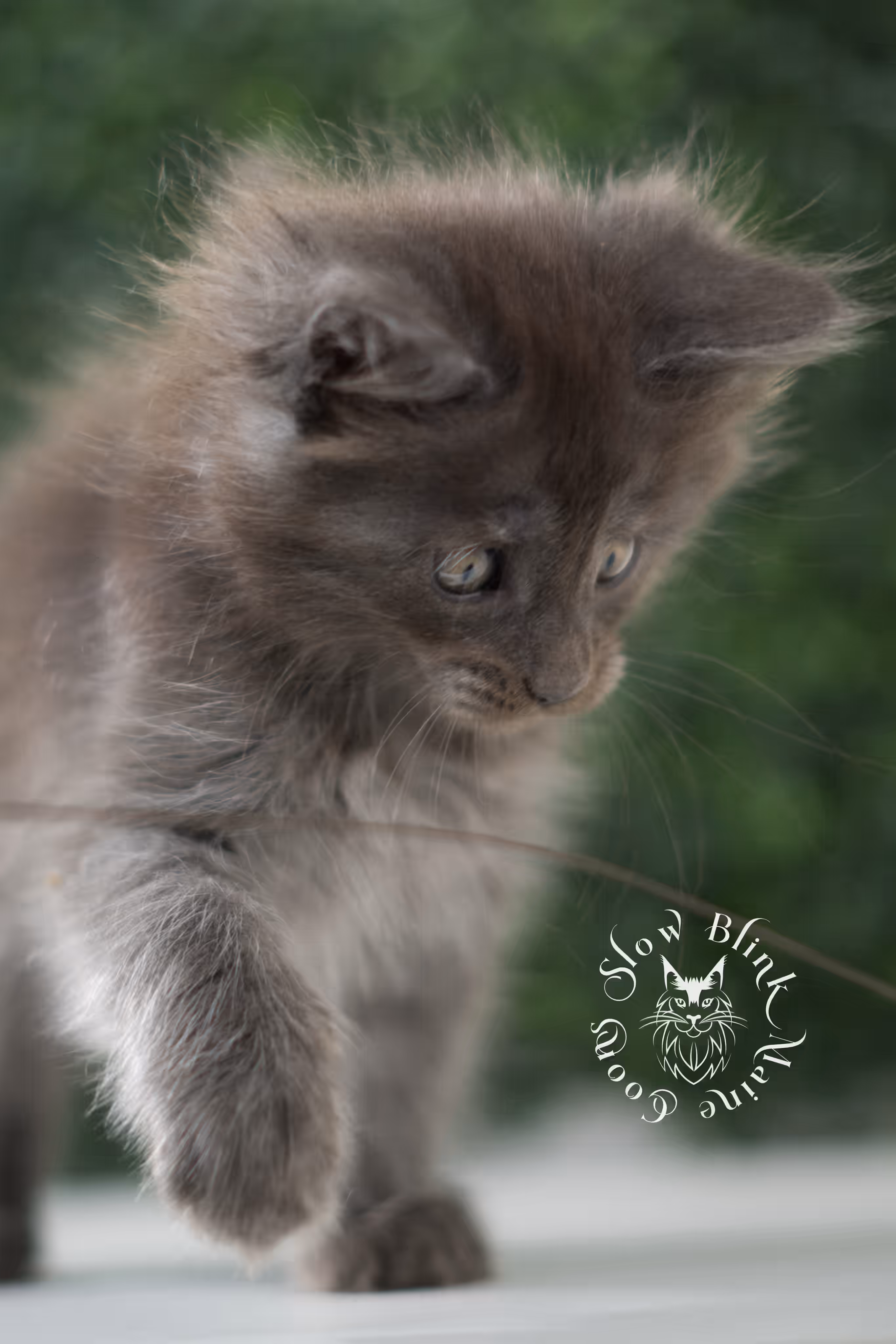 blue smoke | maine coon kitten | age 6 weeks old | taken jun 15 2025 | ems code mco as | standard paws Blue Smoke Maine Coon Kittens > blue smoke | maine coon kitten | age 6 weeks old | taken jun 15 2025 | ems code mco as | standard paws | idx 05