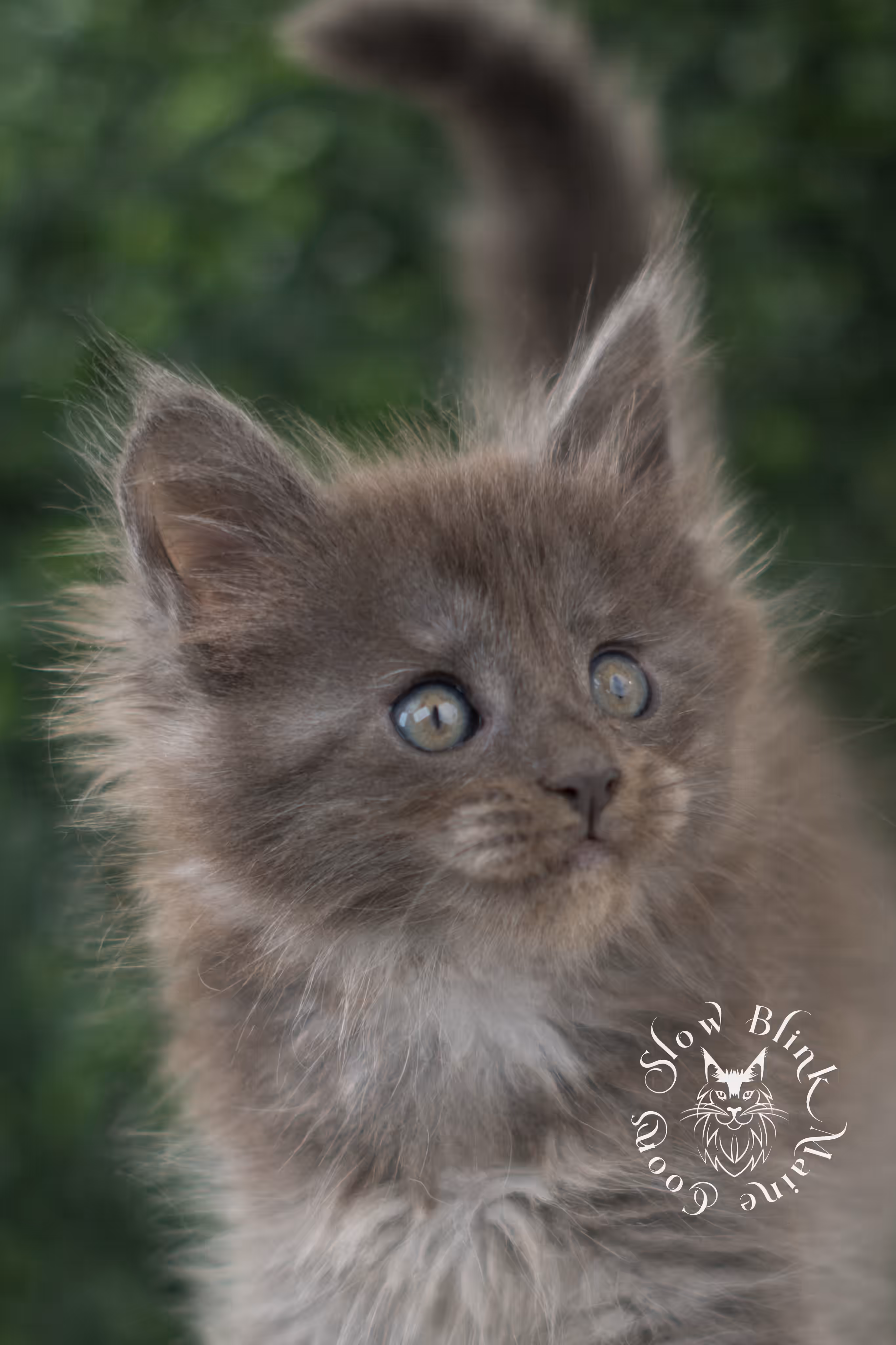 blue smoke | maine coon kitten | age 6 weeks old | taken jun 15 2025 | ems code mco as | standard paws Blue Smoke Maine Coon Kittens > blue smoke | maine coon kitten | age 6 weeks old | taken jun 15 2025 | ems code mco as | standard paws | idx 06