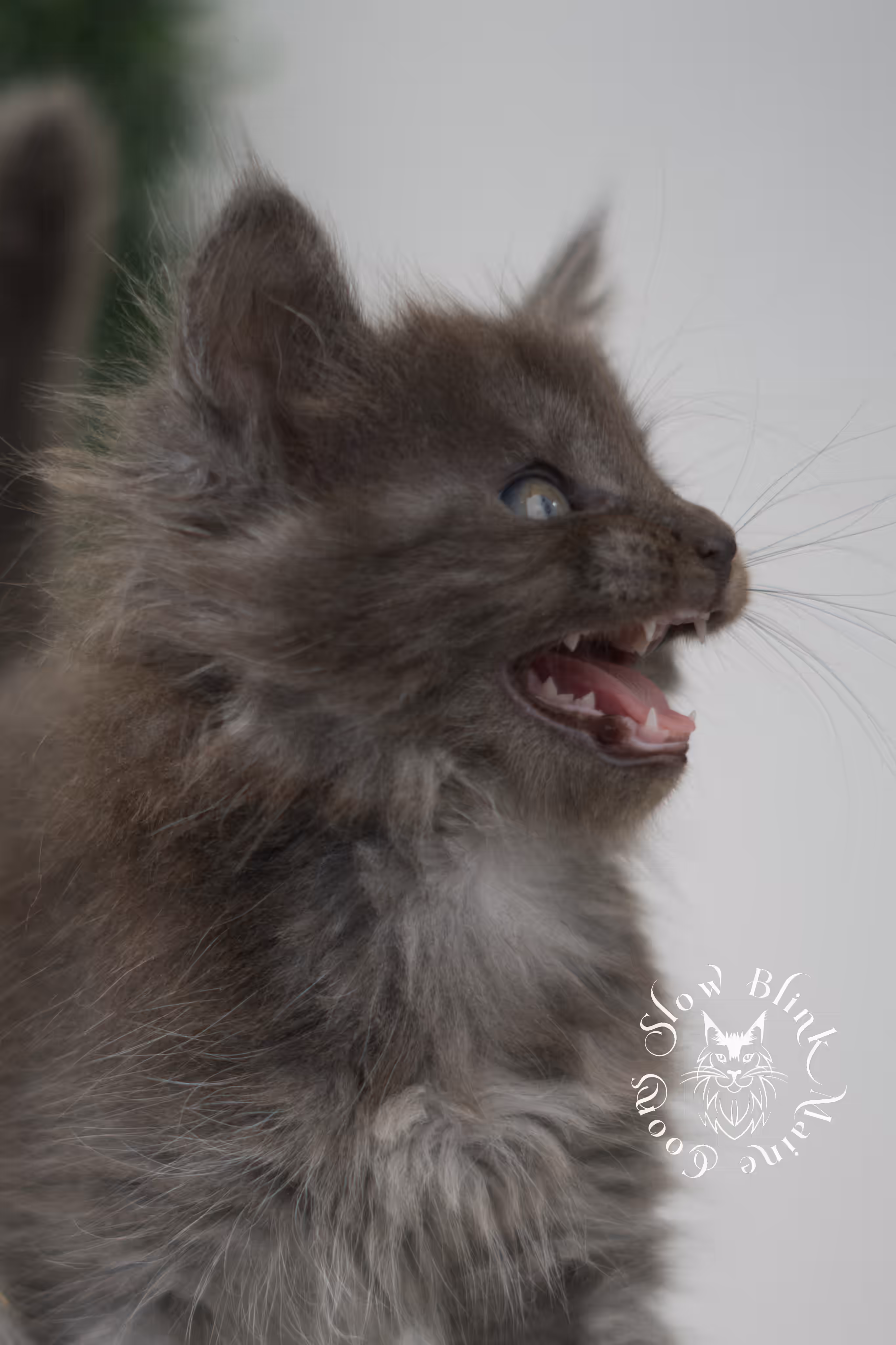 blue smoke | maine coon kitten | age 6 weeks old | taken jun 15 2025 | ems code mco as | standard paws Blue Smoke Maine Coon Kittens > blue smoke | maine coon kitten | age 6 weeks old | taken jun 15 2025 | ems code mco as | standard paws | idx 07