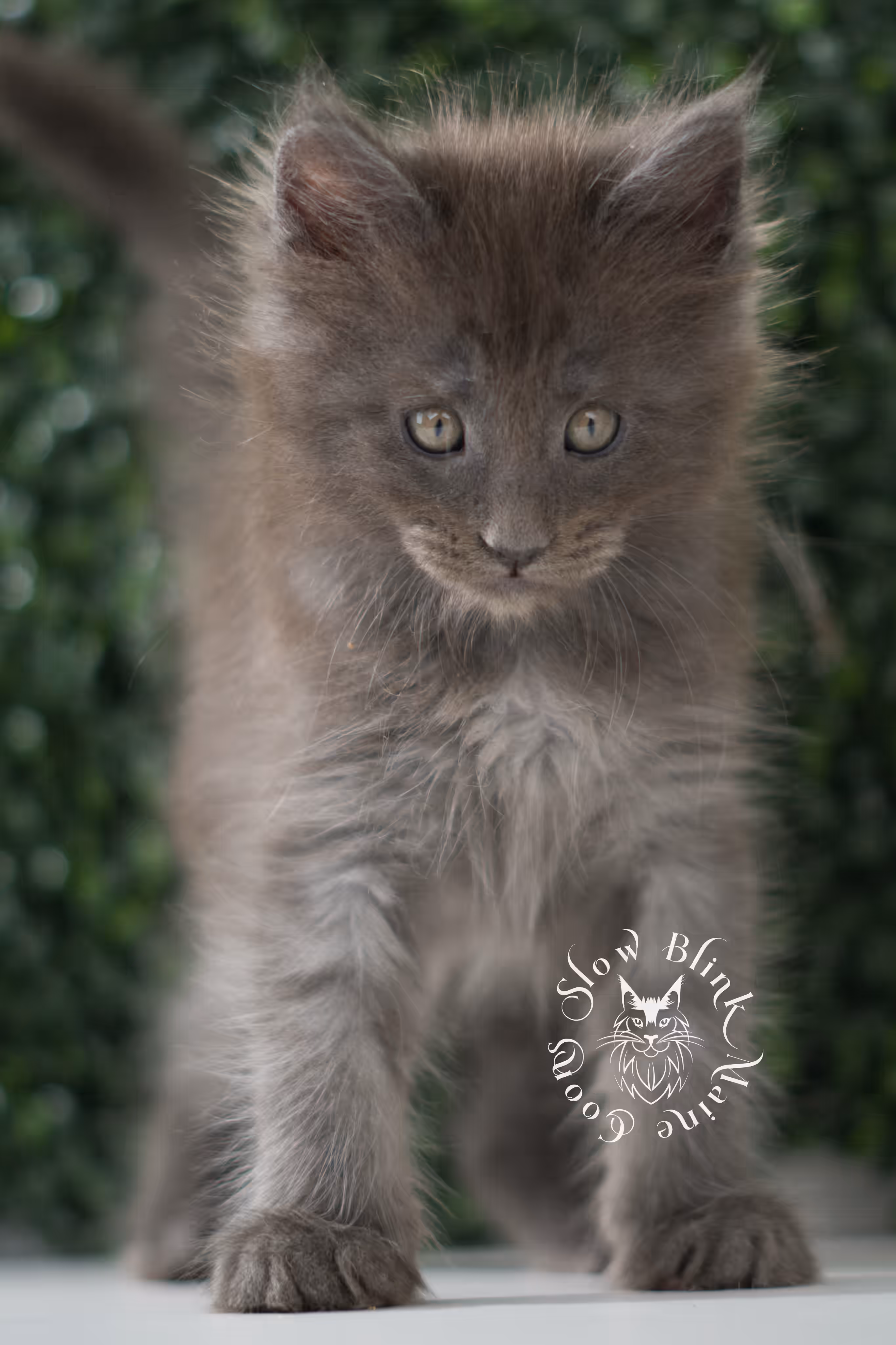 blue smoke | maine coon kitten | age 6 weeks old | taken jun 15 2025 | ems code mco as | standard paws Blue Smoke Maine Coon Kittens > blue smoke | maine coon kitten | age 6 weeks old | taken jun 15 2025 | ems code mco as | standard paws | idx 08