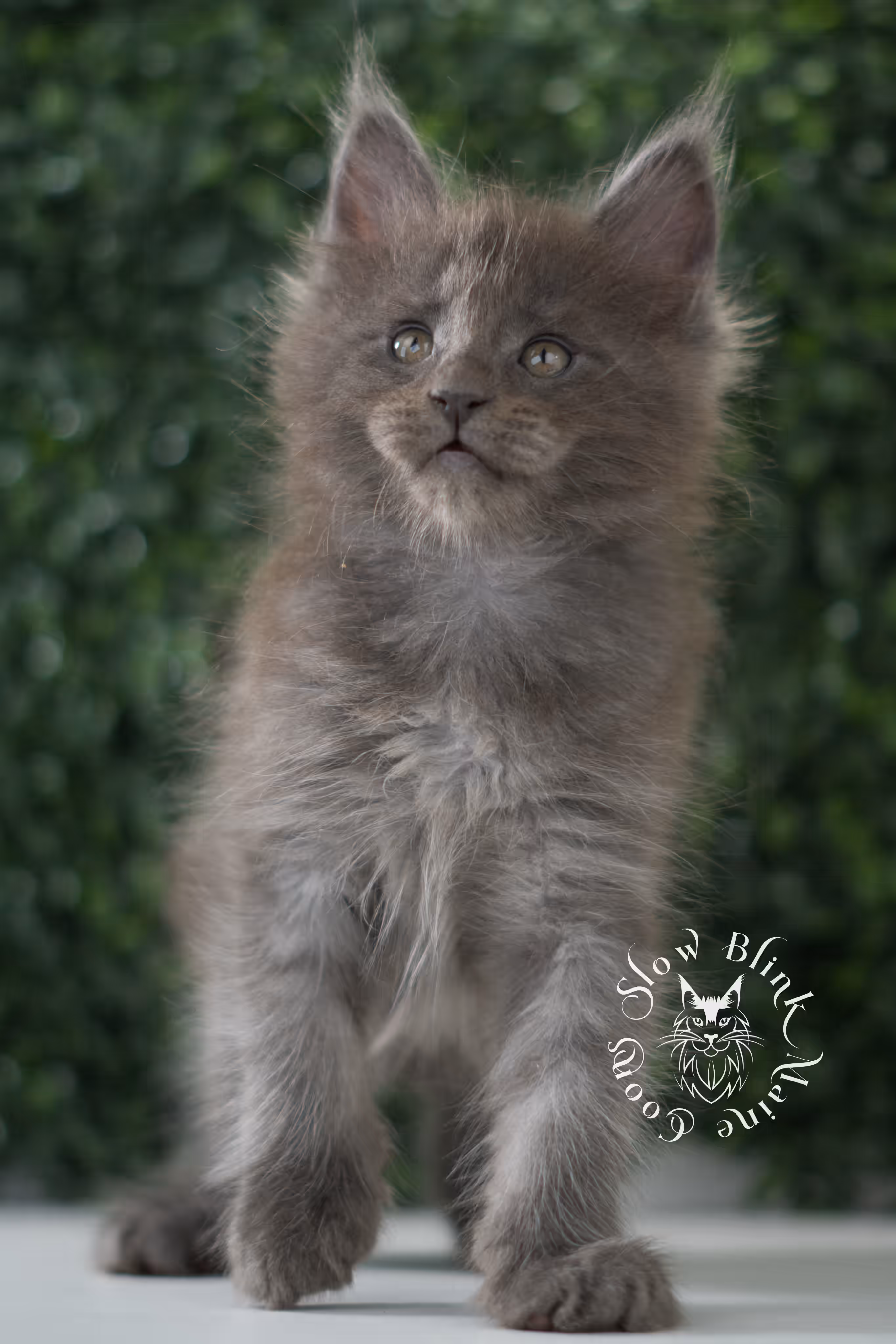 blue smoke | maine coon kitten | age 6 weeks old | taken jun 15 2025 | ems code mco as | standard paws Blue Smoke Maine Coon Kittens > blue smoke | maine coon kitten | age 6 weeks old | taken jun 15 2025 | ems code mco as | standard paws | idx 10