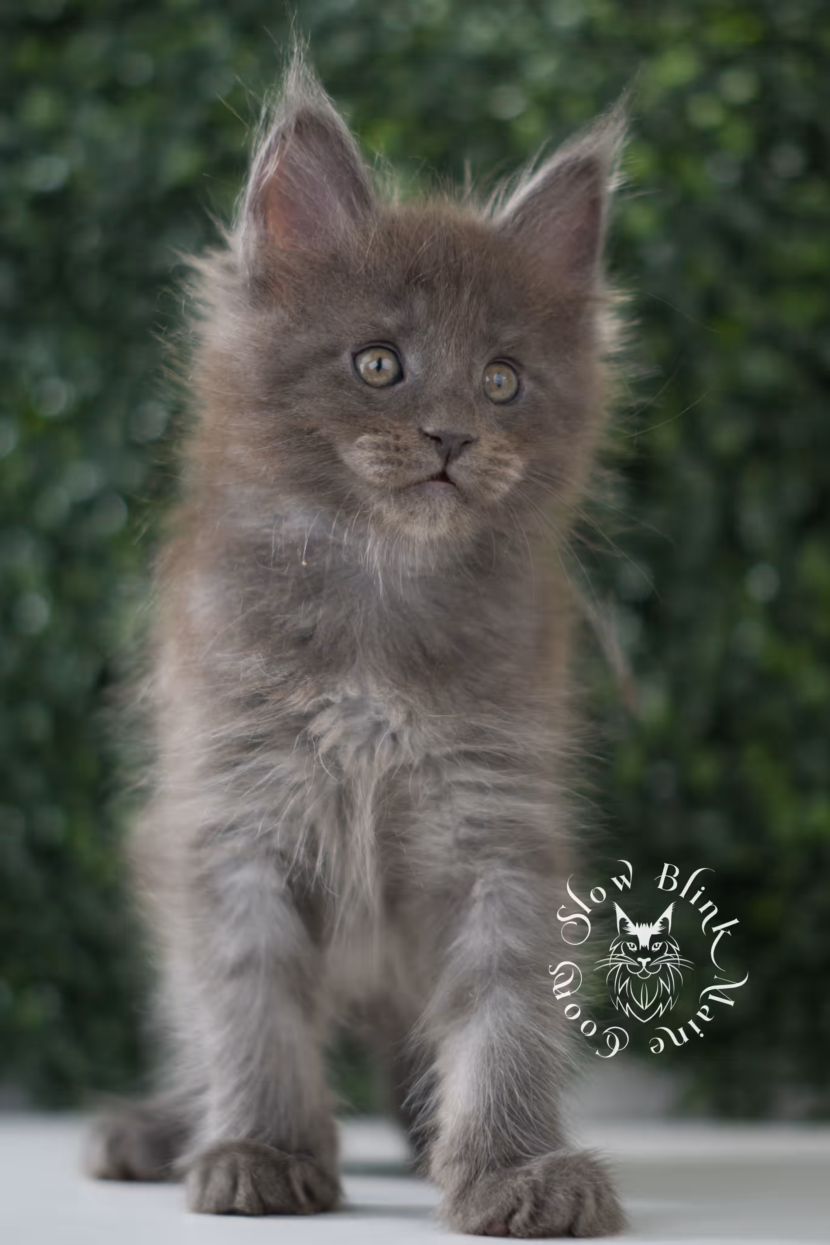 blue smoke | maine coon kitten | age 6 weeks old | taken jun 15 2025 | ems code mco as | standard paws Blue Smoke Maine Coon Kittens > blue smoke | maine coon kitten | age 6 weeks old | taken jun 15 2025 | ems code mco as | standard paws | idx 11