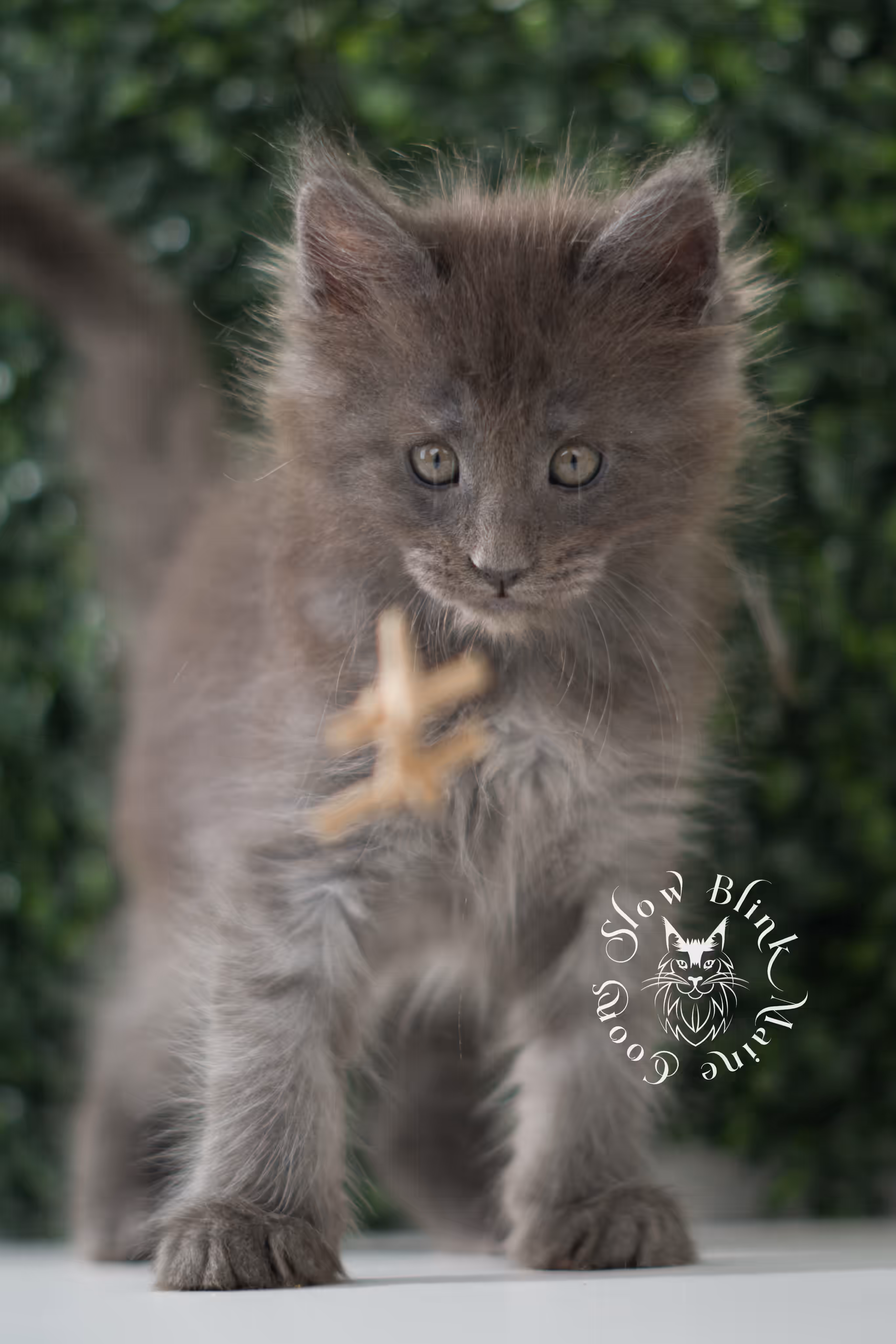 blue smoke | maine coon kitten | age 6 weeks old | taken jun 15 2025 | ems code mco as | standard paws Blue Smoke Maine Coon Kittens > blue smoke | maine coon kitten | age 6 weeks old | taken jun 15 2025 | ems code mco as | standard paws | idx 12