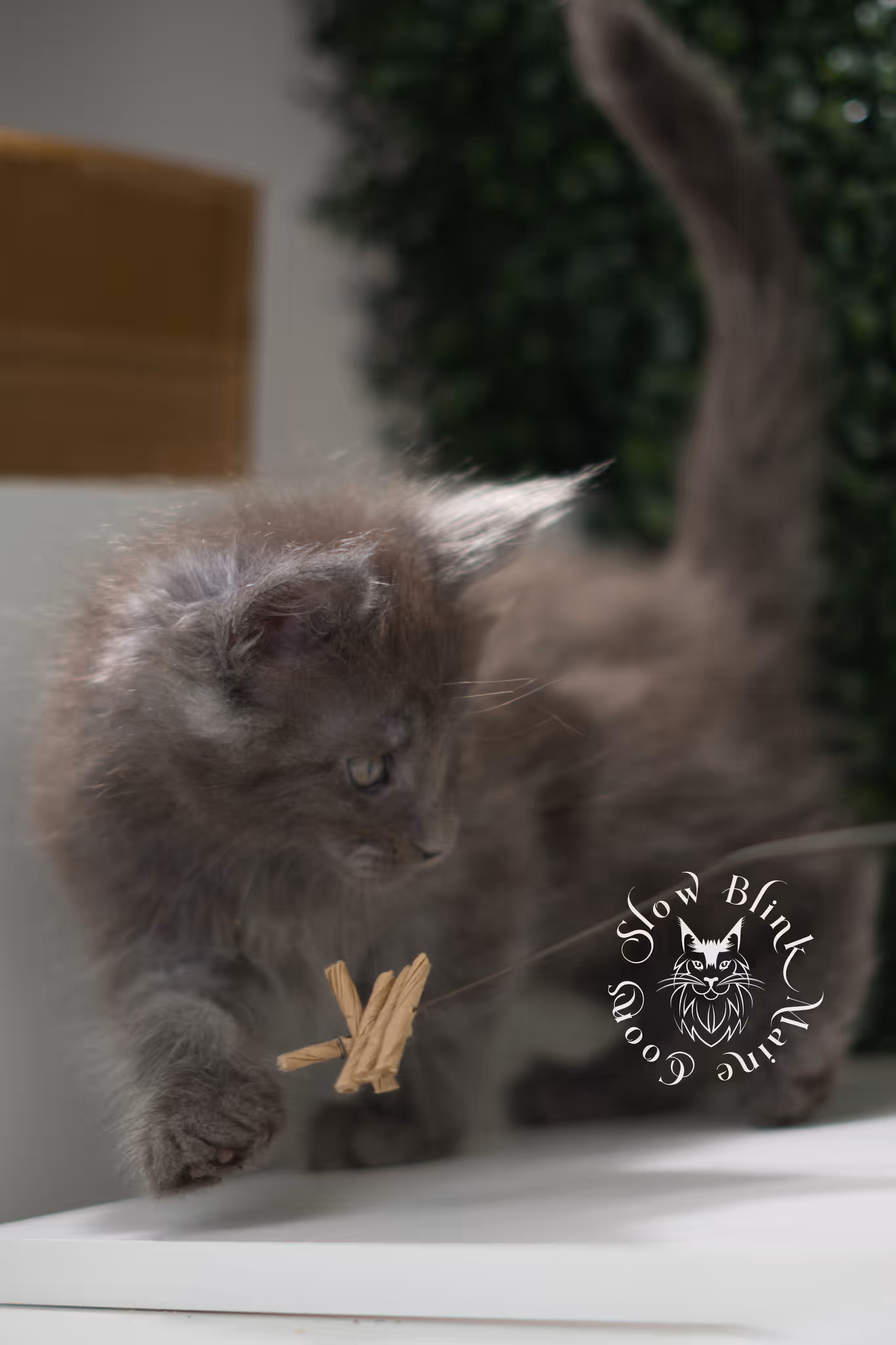 blue smoke | maine coon kitten | age 6 weeks old | taken jun 15 2025 | ems code mco as | standard paws Blue Smoke Maine Coon Kittens > blue smoke | maine coon kitten | age 6 weeks old | taken jun 15 2025 | ems code mco as | standard paws | idx 13