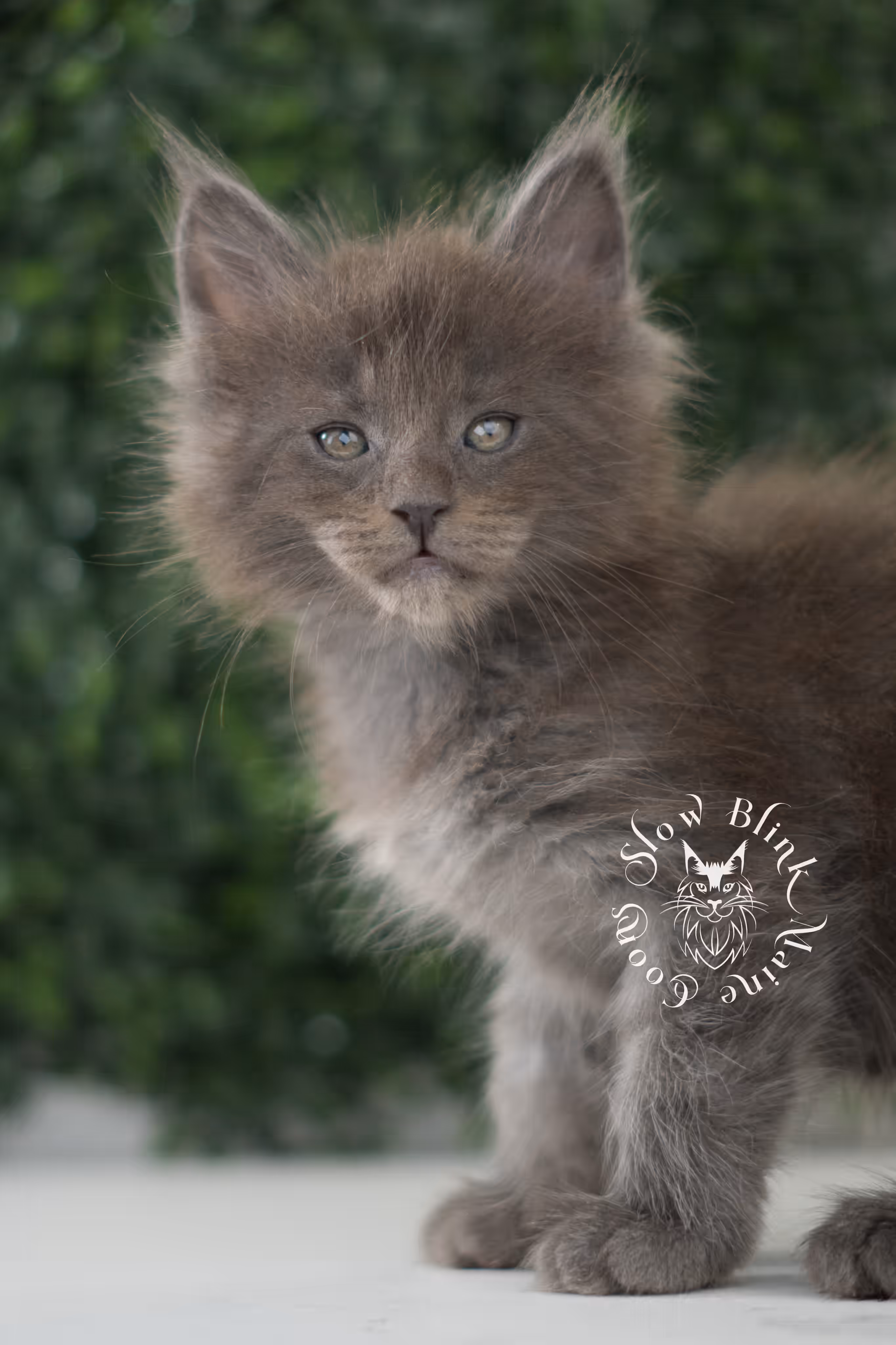 blue smoke | maine coon kitten | age 7 weeks old | taken jun 15 2025 | ems code mco as | standard paws | male Blue Smoke Maine Coon Kittens > blue smoke | maine coon kitten | age 7 weeks old | taken jun 15 2025 | ems code mco as | standard paws | male | idx 01