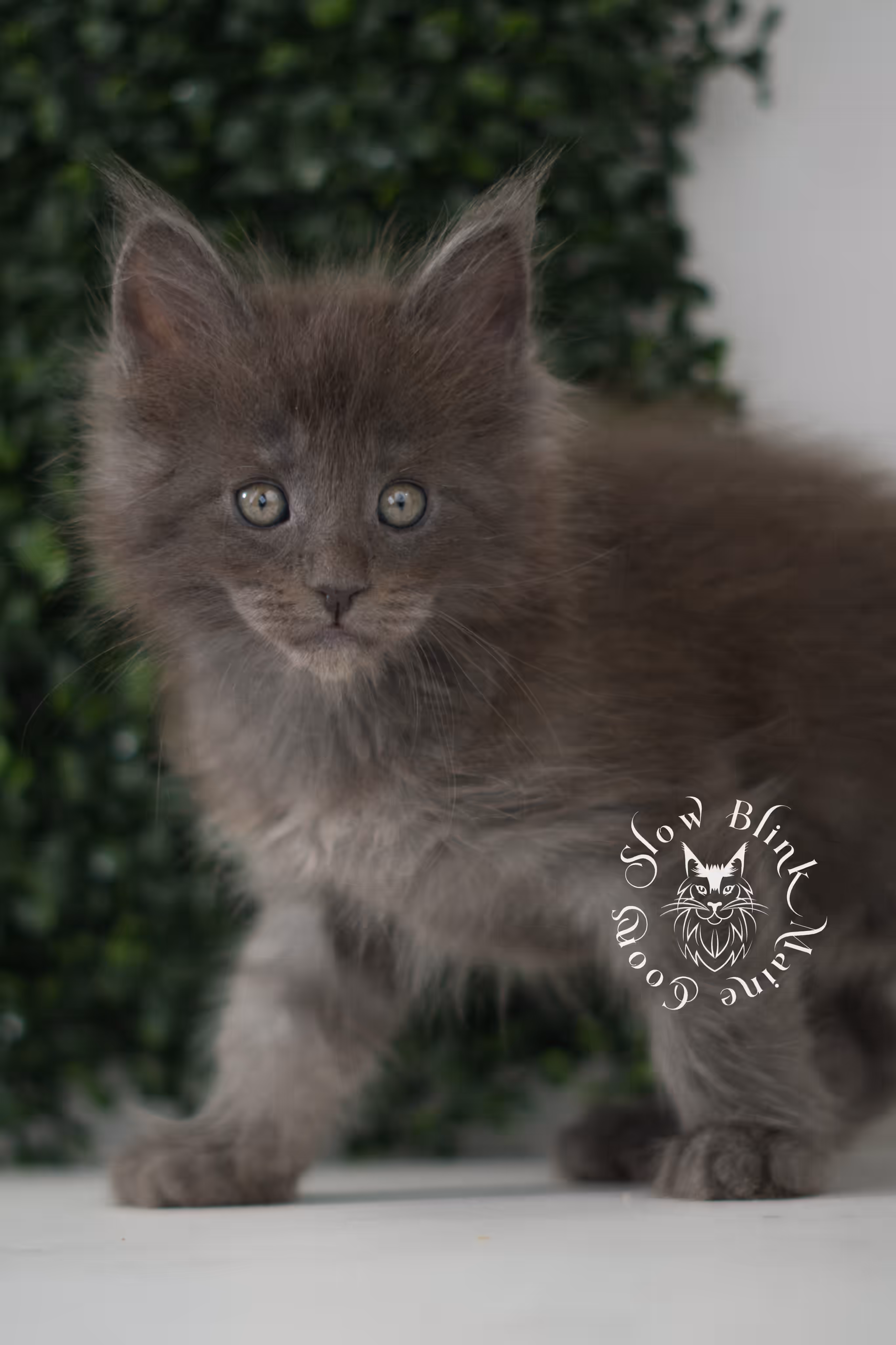 blue smoke | maine coon kitten | age 7 weeks old | taken jun 15 2025 | ems code mco as | standard paws | male Blue Smoke Maine Coon Kittens > blue smoke | maine coon kitten | age 7 weeks old | taken jun 15 2025 | ems code mco as | standard paws | male | idx 02