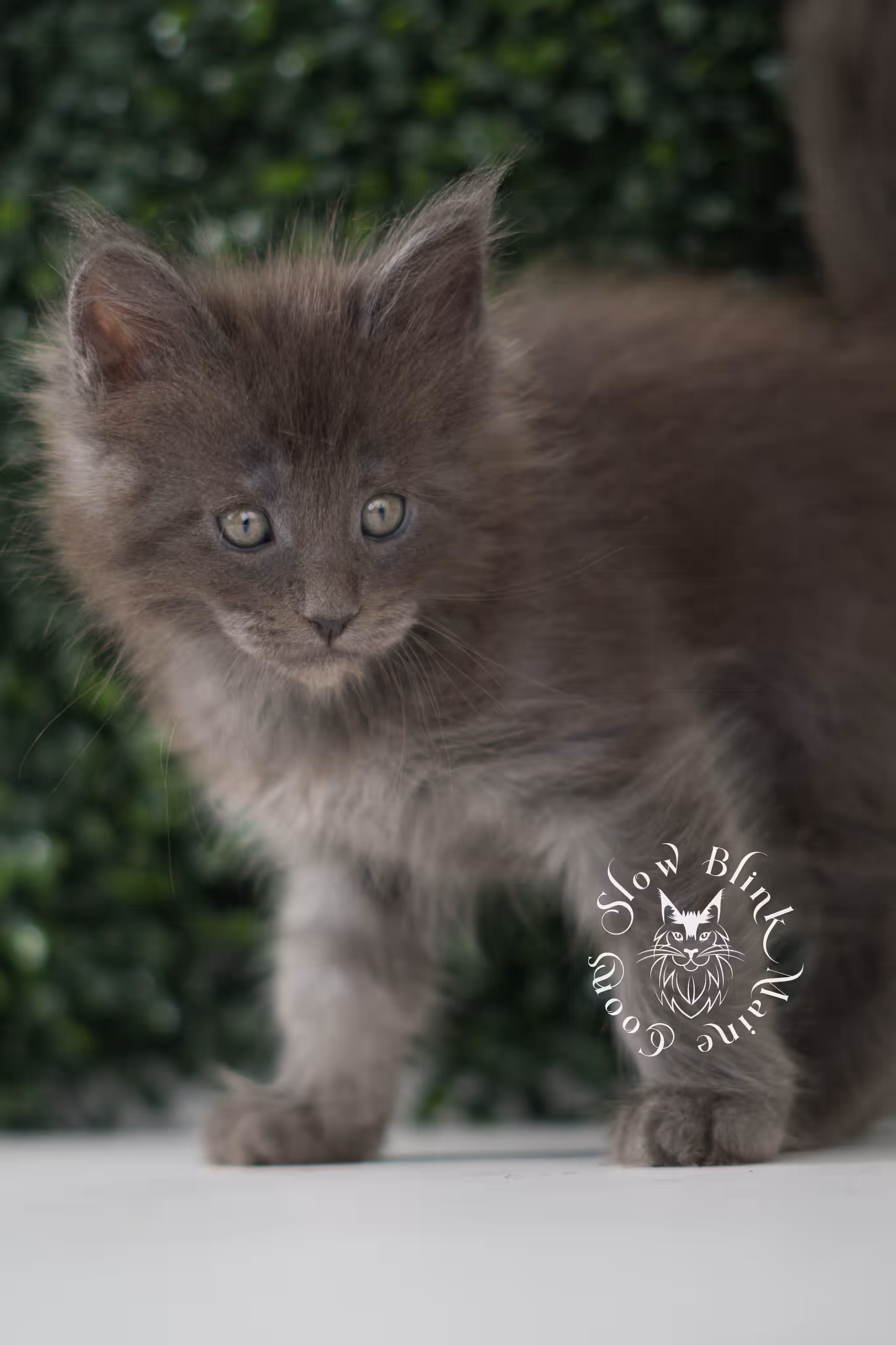 blue smoke | maine coon kitten | age 7 weeks old | taken jun 15 2025 | ems code mco as | standard paws | male Blue Smoke Maine Coon Kittens > blue smoke | maine coon kitten | age 7 weeks old | taken jun 15 2025 | ems code mco as | standard paws | male | idx 03