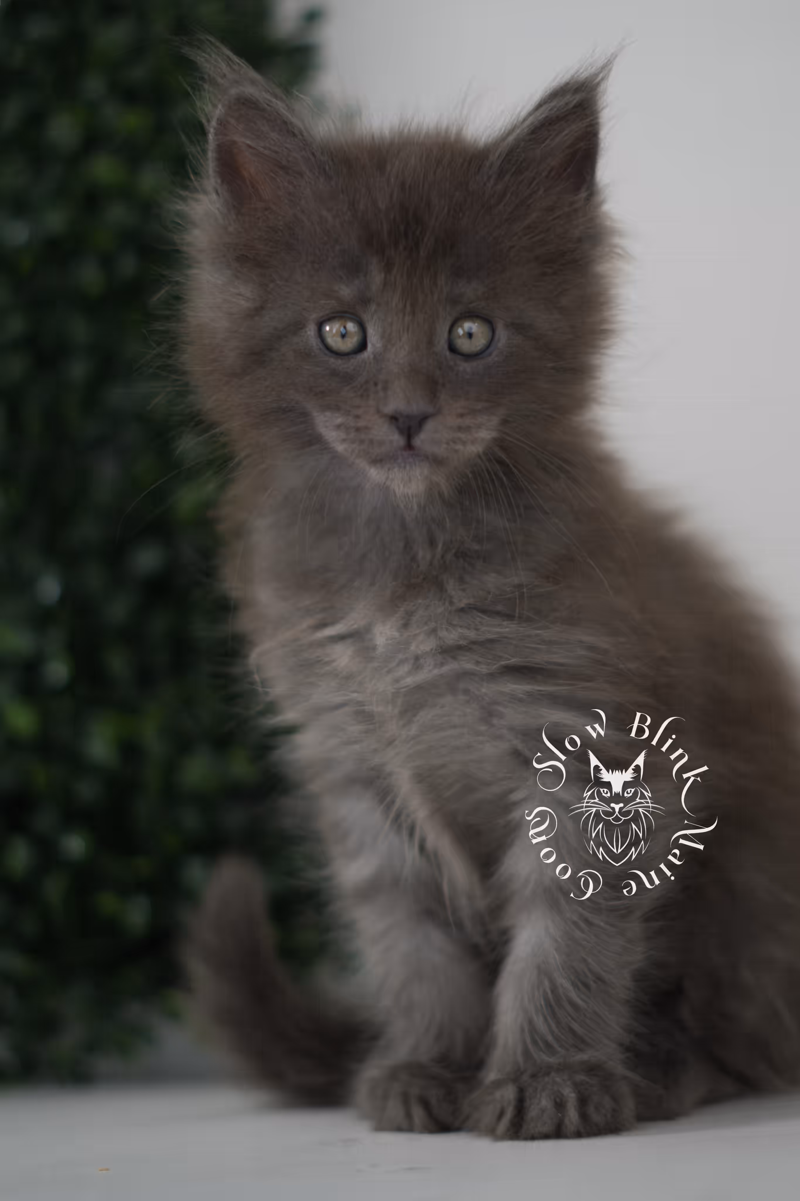 blue smoke | maine coon kitten | age 7 weeks old | taken jun 15 2025 | ems code mco as | standard paws | male Blue Smoke Maine Coon Kittens > blue smoke | maine coon kitten | age 7 weeks old | taken jun 15 2025 | ems code mco as | standard paws | male | idx 04