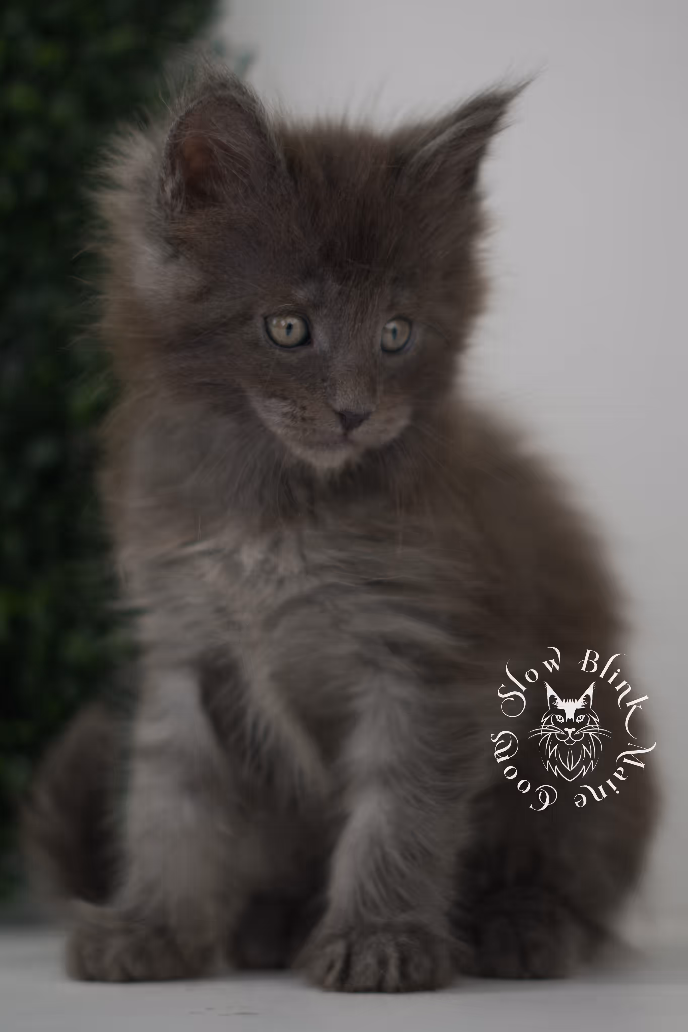 blue smoke | maine coon kitten | age 7 weeks old | taken jun 15 2025 | ems code mco as | standard paws | male Blue Smoke Maine Coon Kittens > blue smoke | maine coon kitten | age 7 weeks old | taken jun 15 2025 | ems code mco as | standard paws | male | idx 05