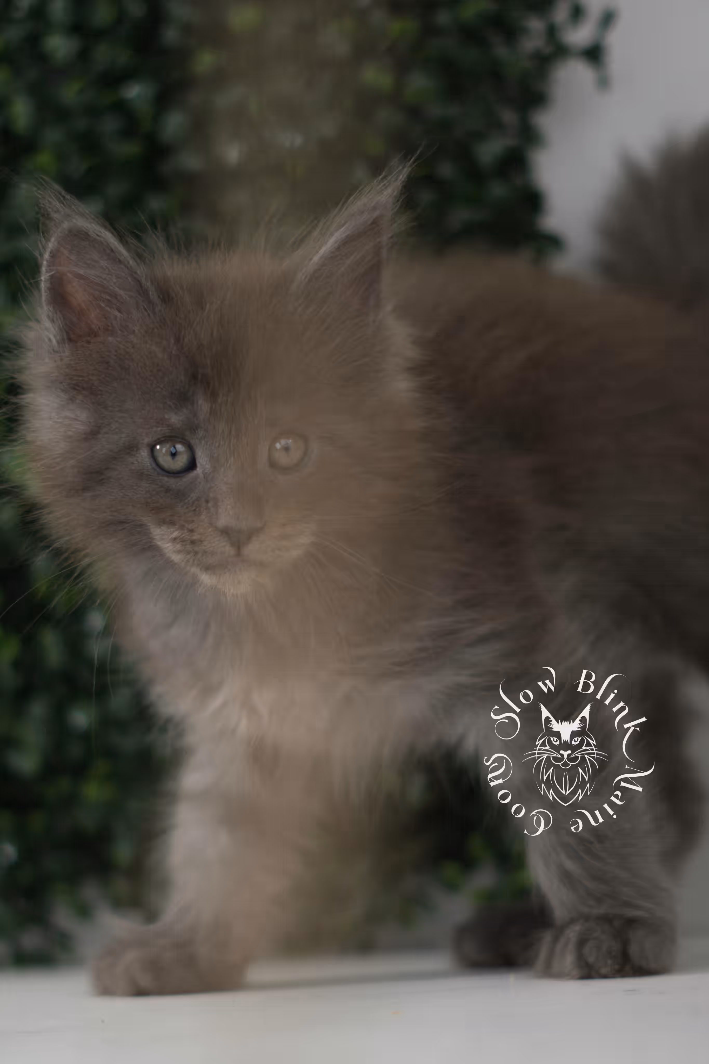 blue smoke | maine coon kitten | age 7 weeks old | taken jun 15 2025 | ems code mco as | standard paws | male Blue Smoke Maine Coon Kittens > blue smoke | maine coon kitten | age 7 weeks old | taken jun 15 2025 | ems code mco as | standard paws | male | idx 07