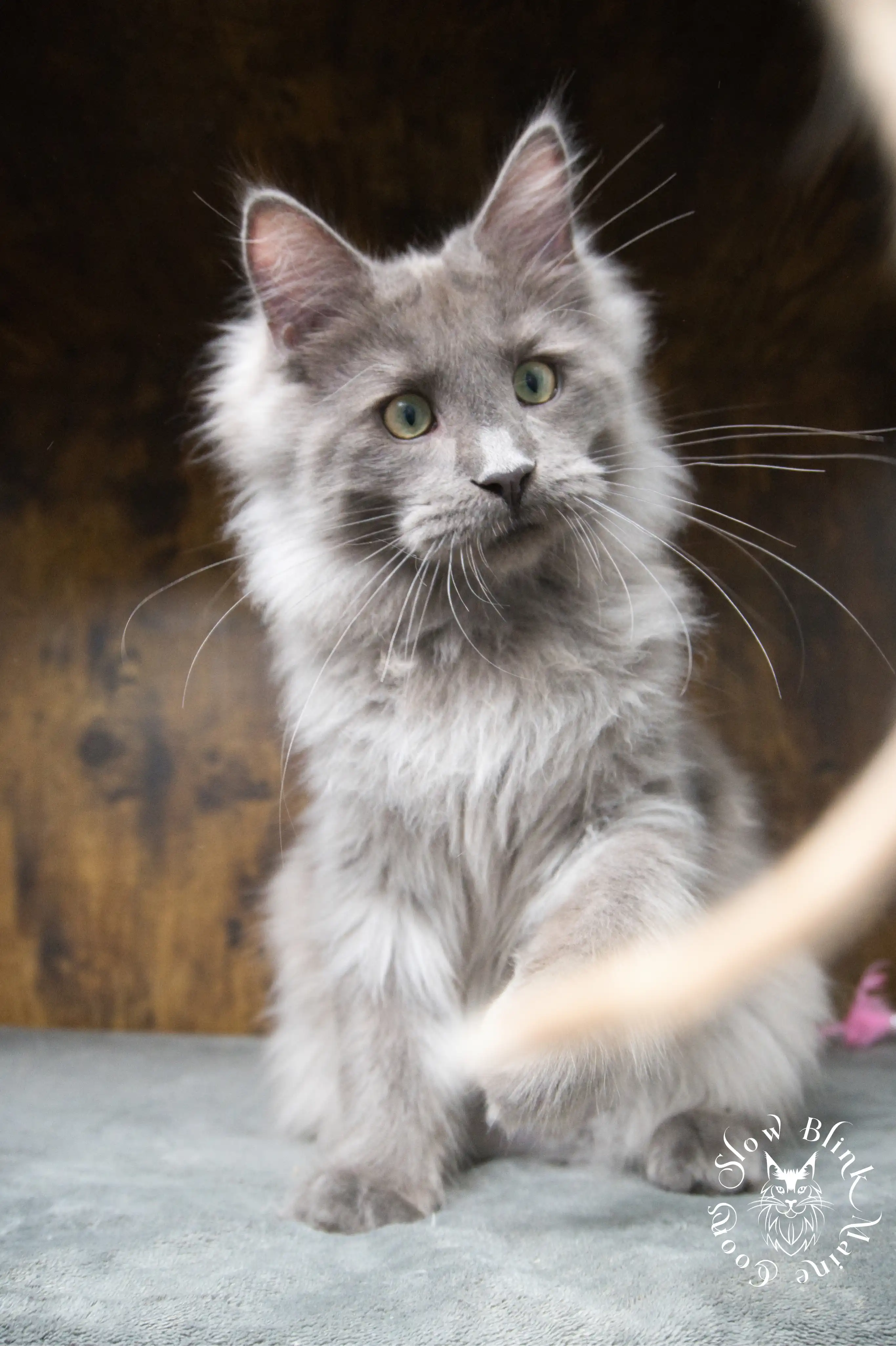 blue smoke | maine coon kitten | ems code as | slowblinkmainecoons Blue Smoke Maine Coon Kittens > blue smoke | maine coon kitten | ems code as | slowblinkmainecoons | 03