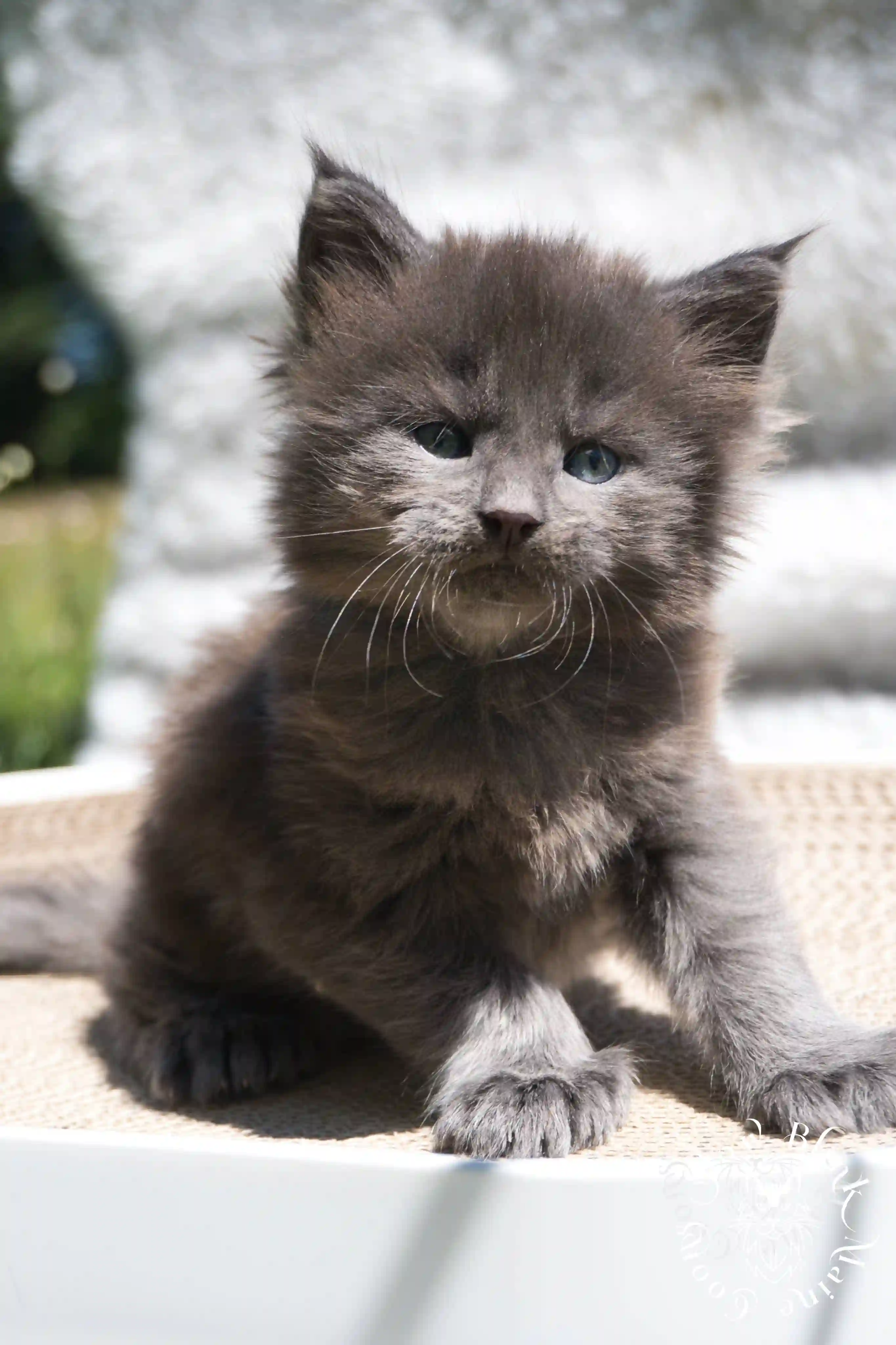 Blue Smoke Maine Coon Kittens > blue smoke | maine coon kitten | ems code as | slowblinkmainecoons | 05 | age 2 months | age 8 weeks | male | taken aug 2024 | idx