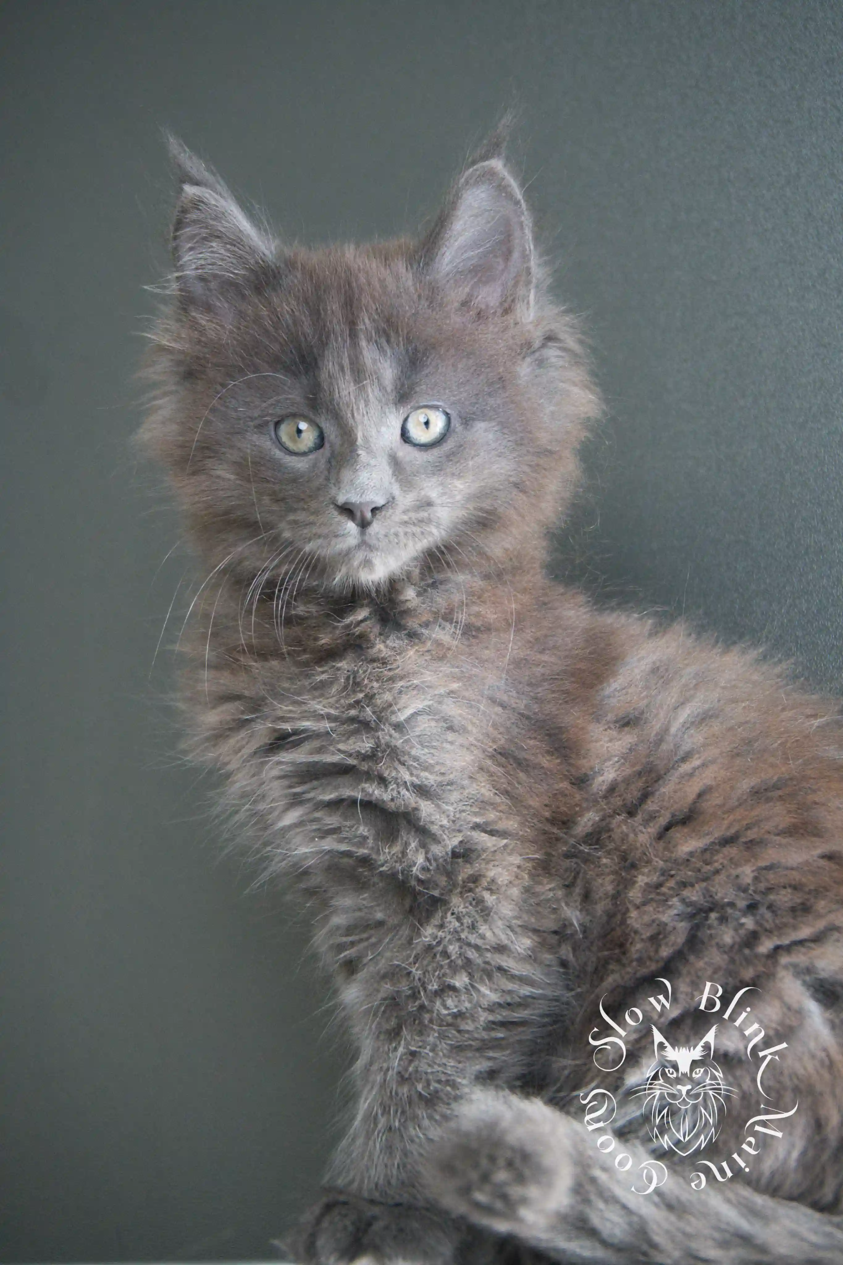 Blue Smoke Maine Coon Kittens > blue smoke | maine coon kitten | ems code as | slowblinkmainecoons | 222 | age 2 months | age 8 weeks | male | taken aug 2024 | idx